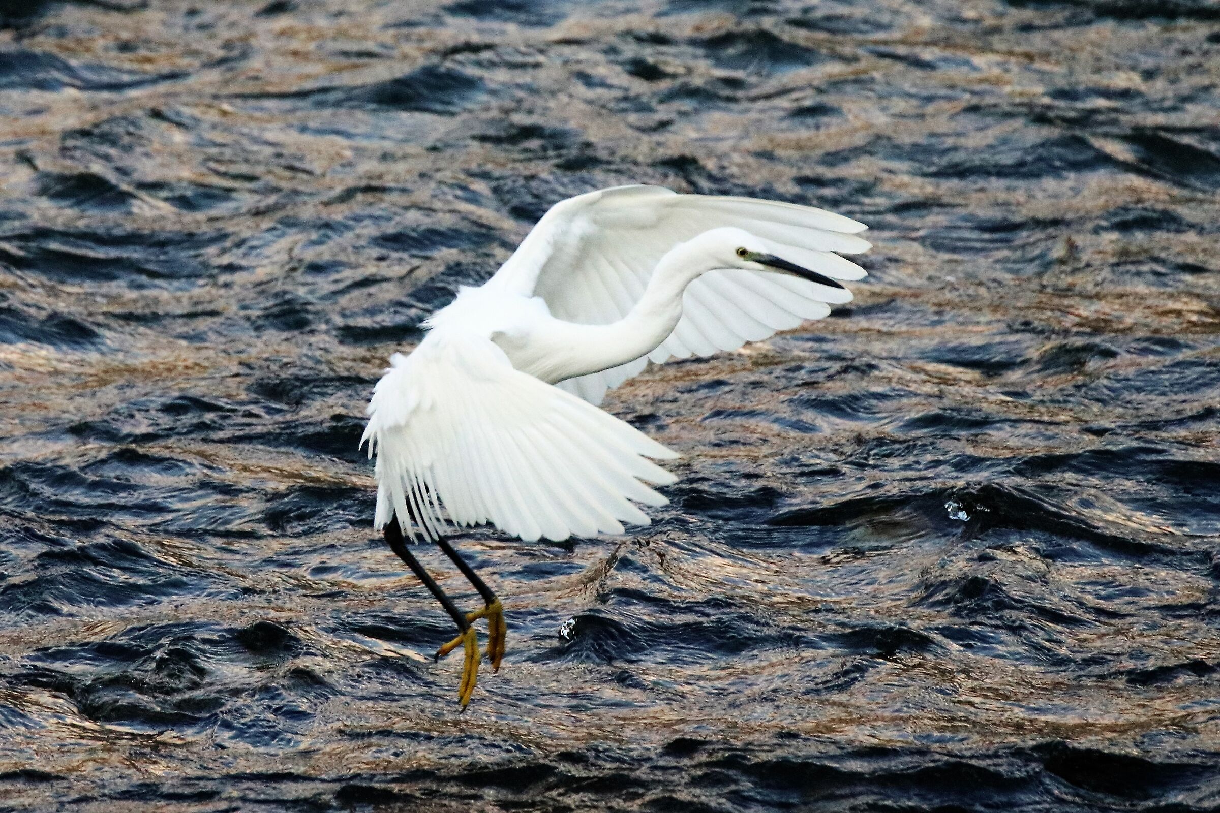 egret