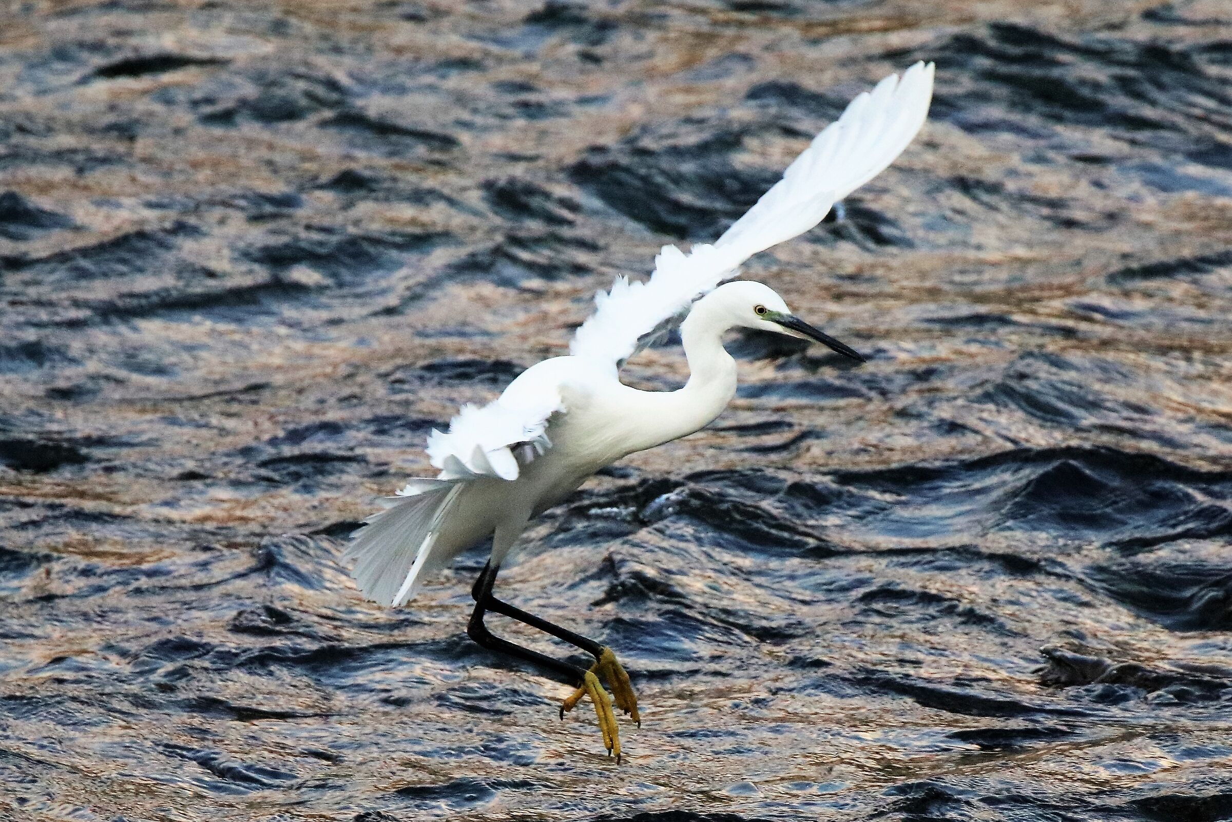 egret