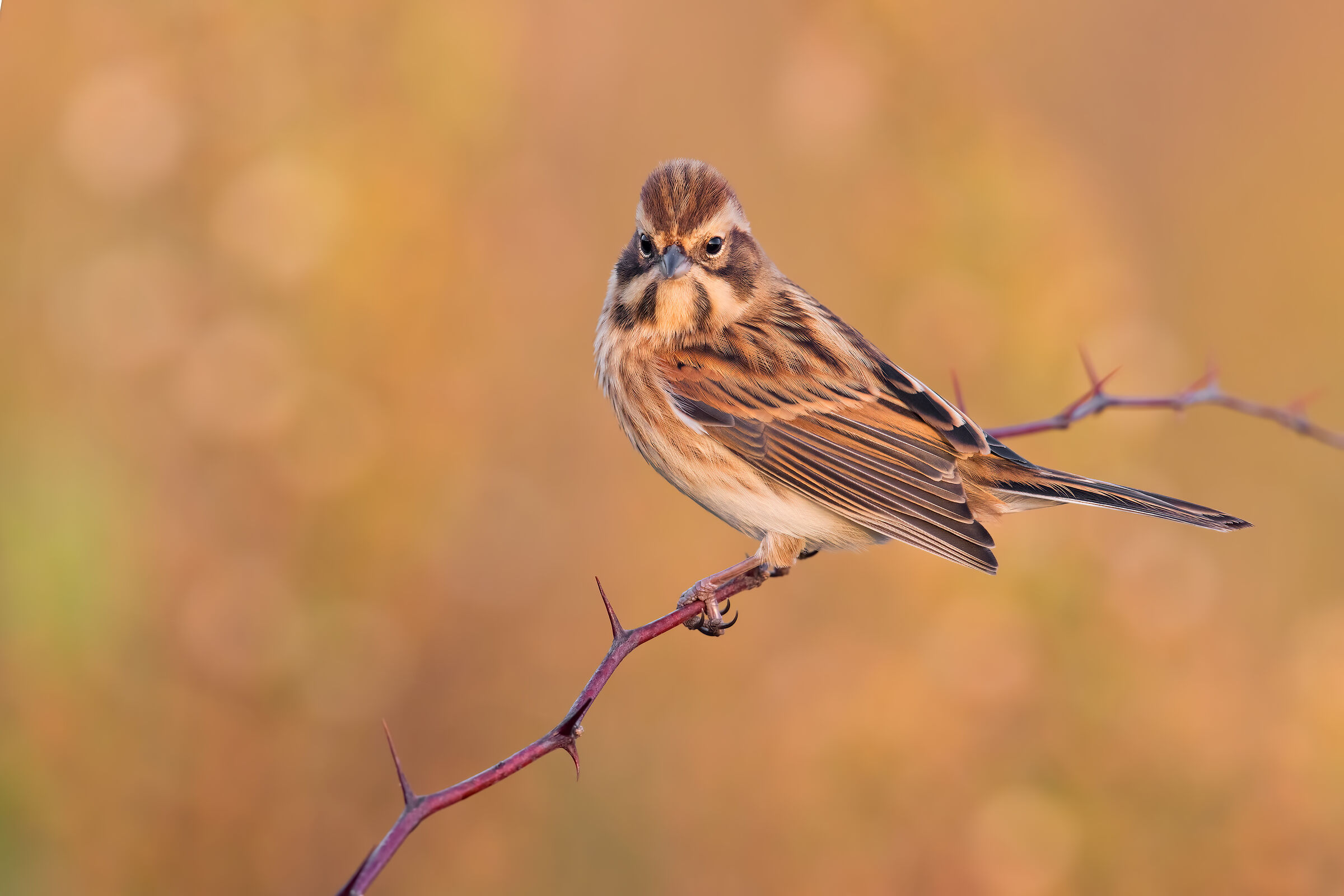 Migliarino of Palude