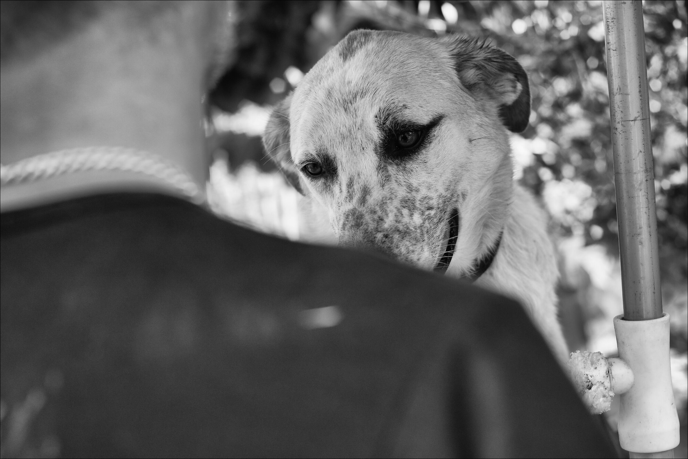 Milo, al rifugio Ohana