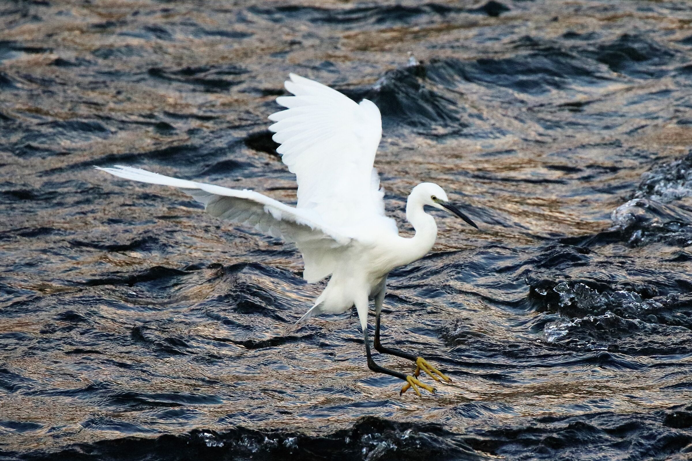 egret