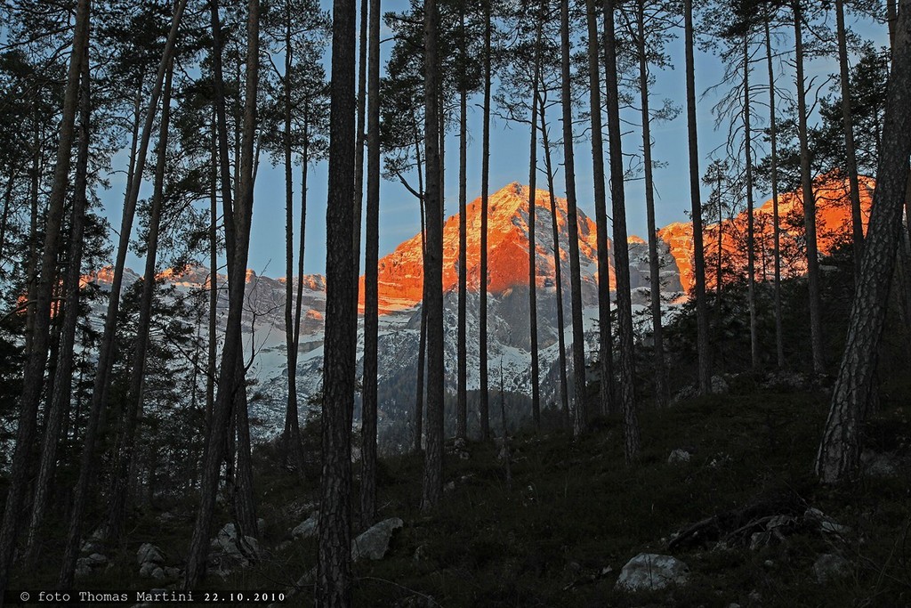 Gran de Formenton all'alba imprigionato dai larici
