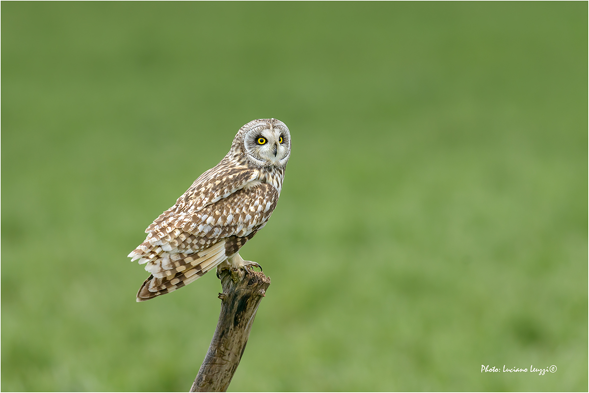 short-eared owl