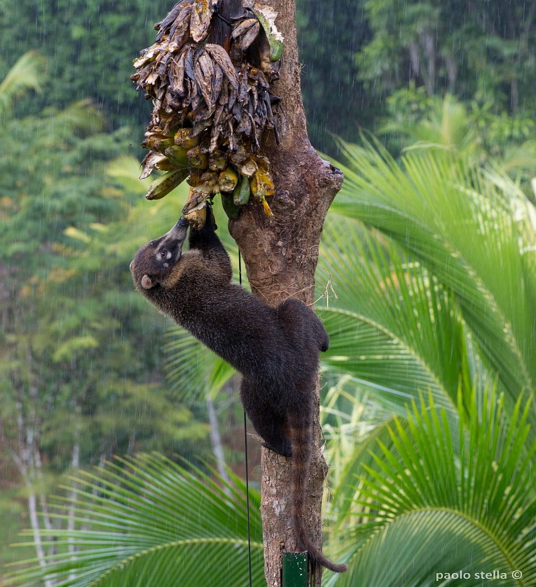 coati under the rain
