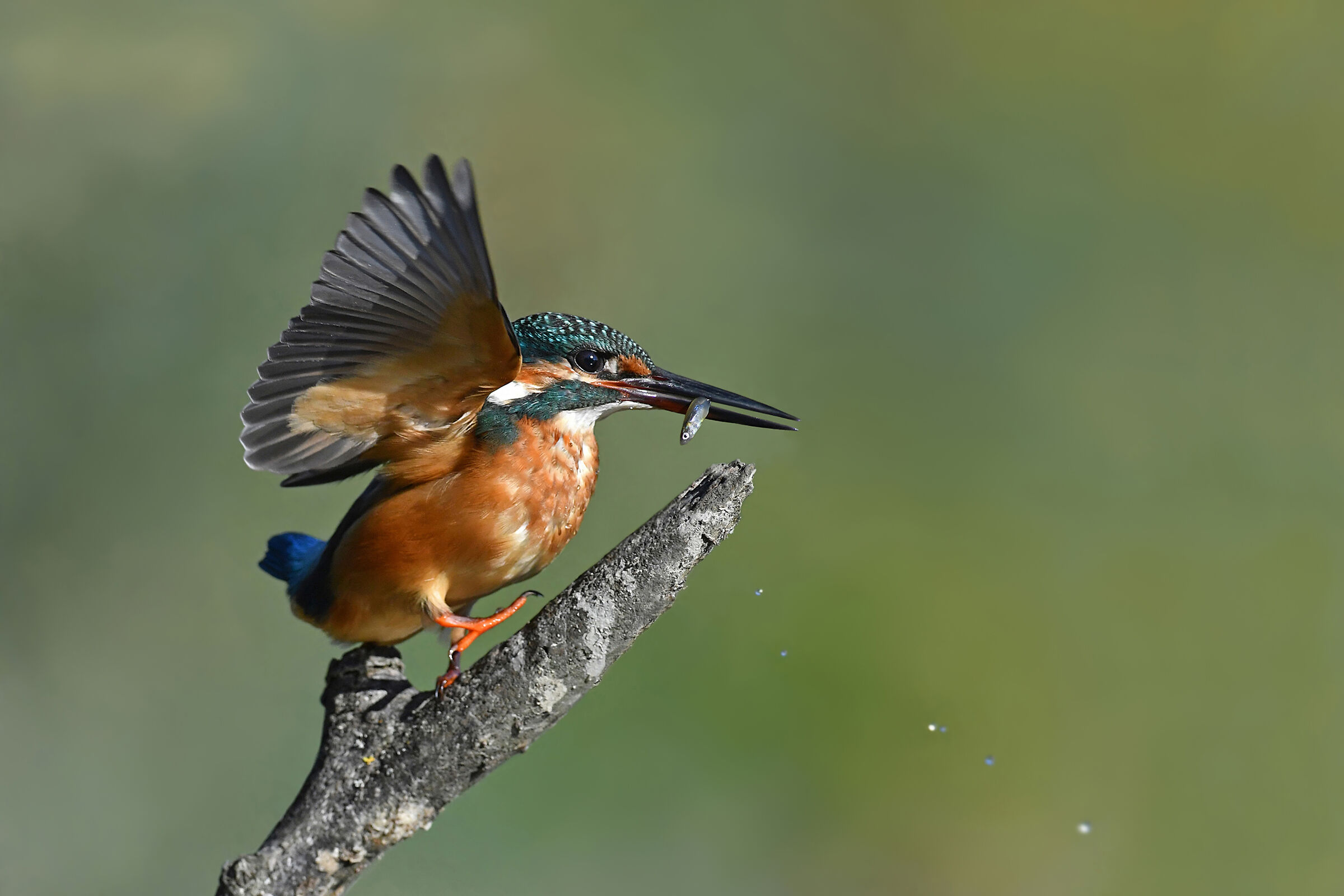 Feather Stories 3 ( Kingfisher )