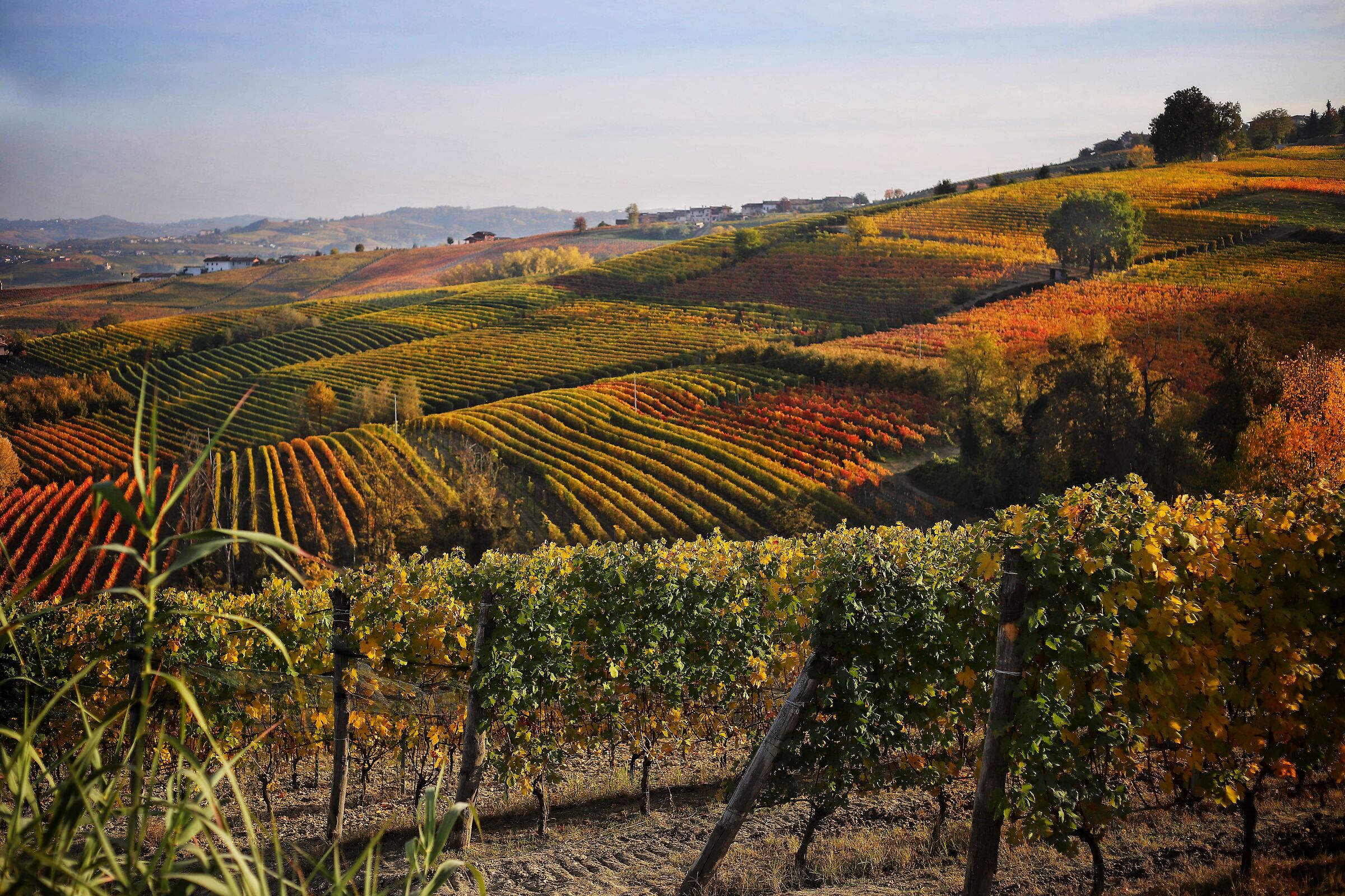 Autumn in Langa la Morra