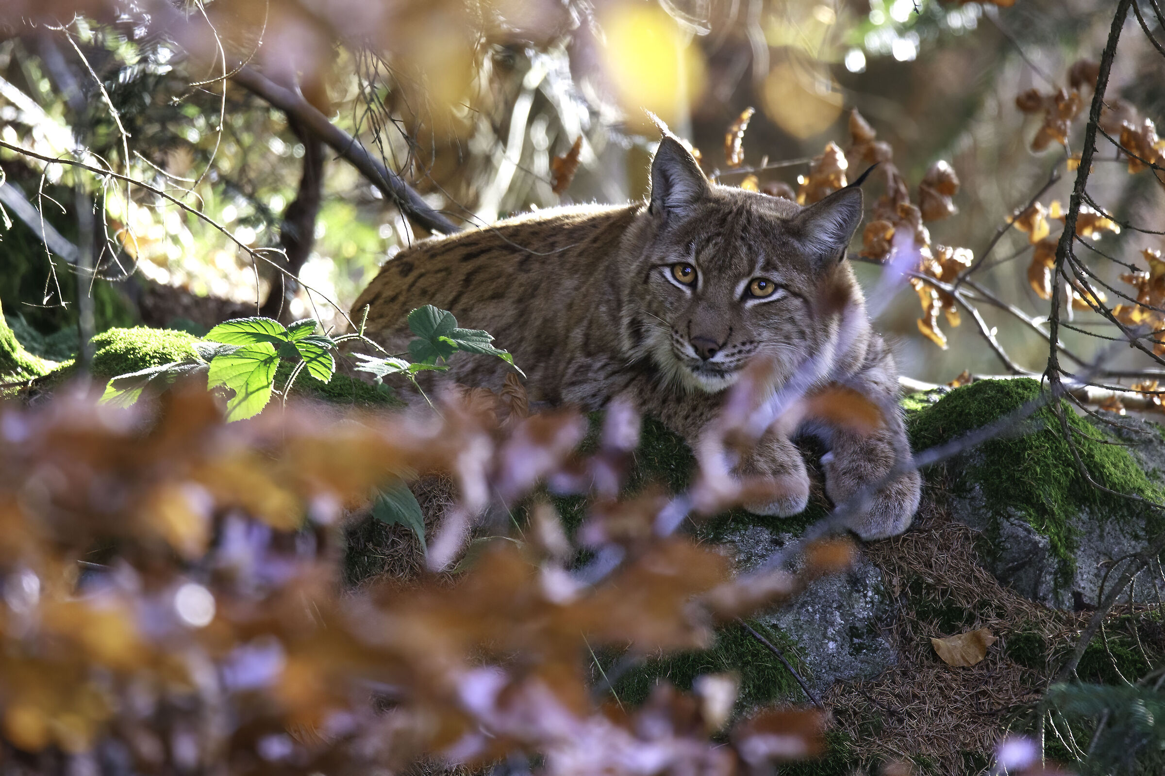 Lince 01