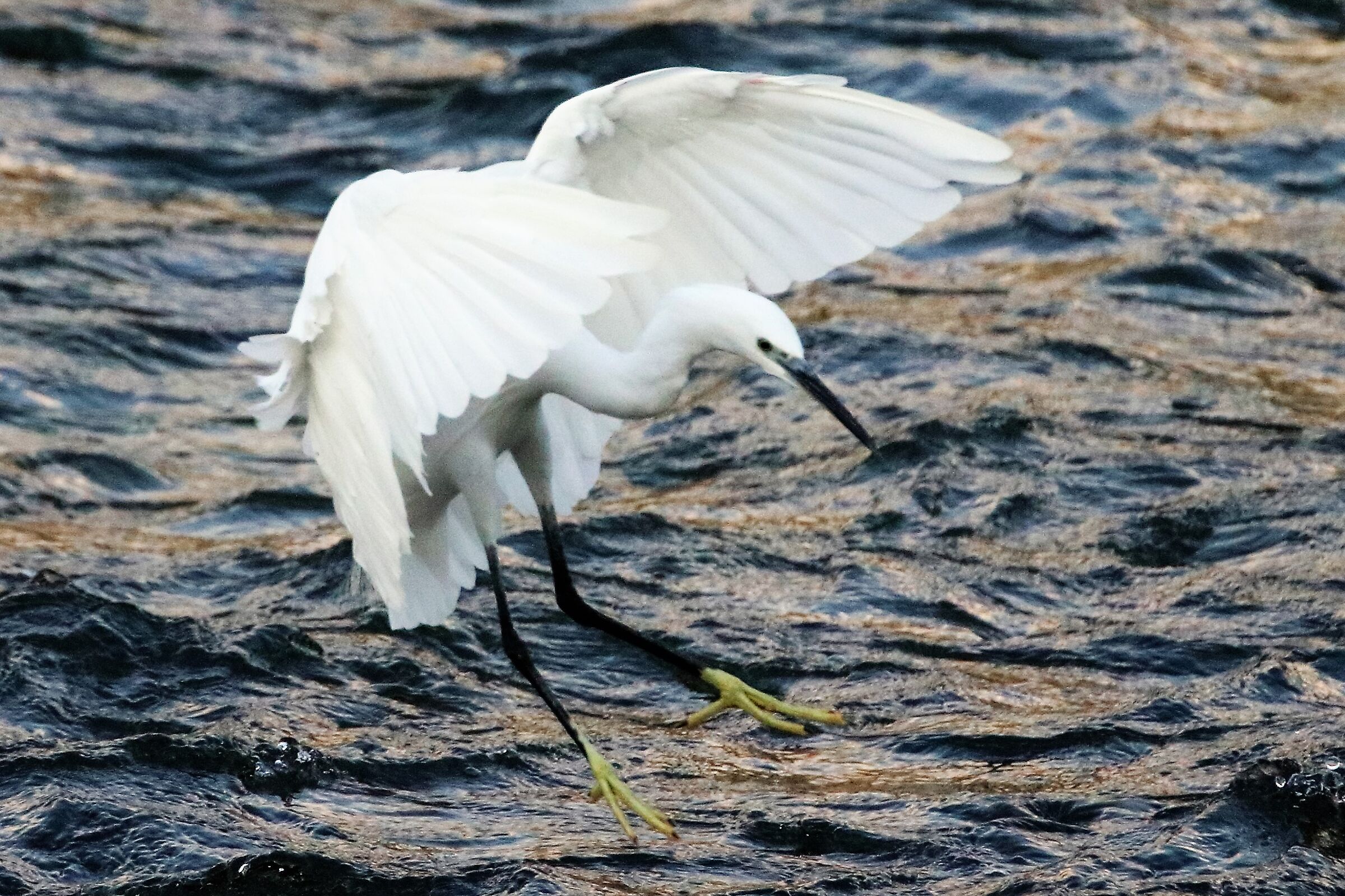 egret