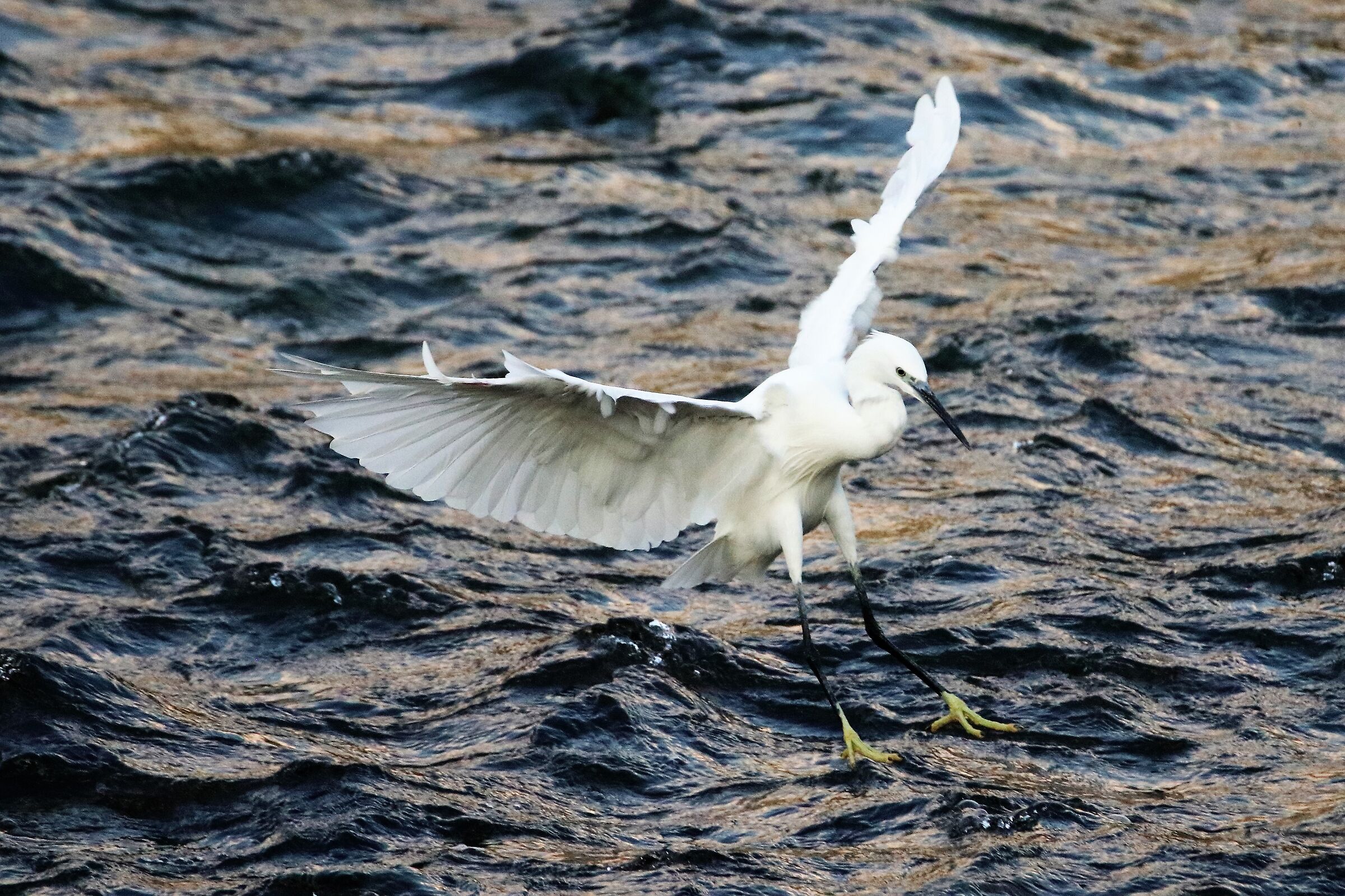 egret