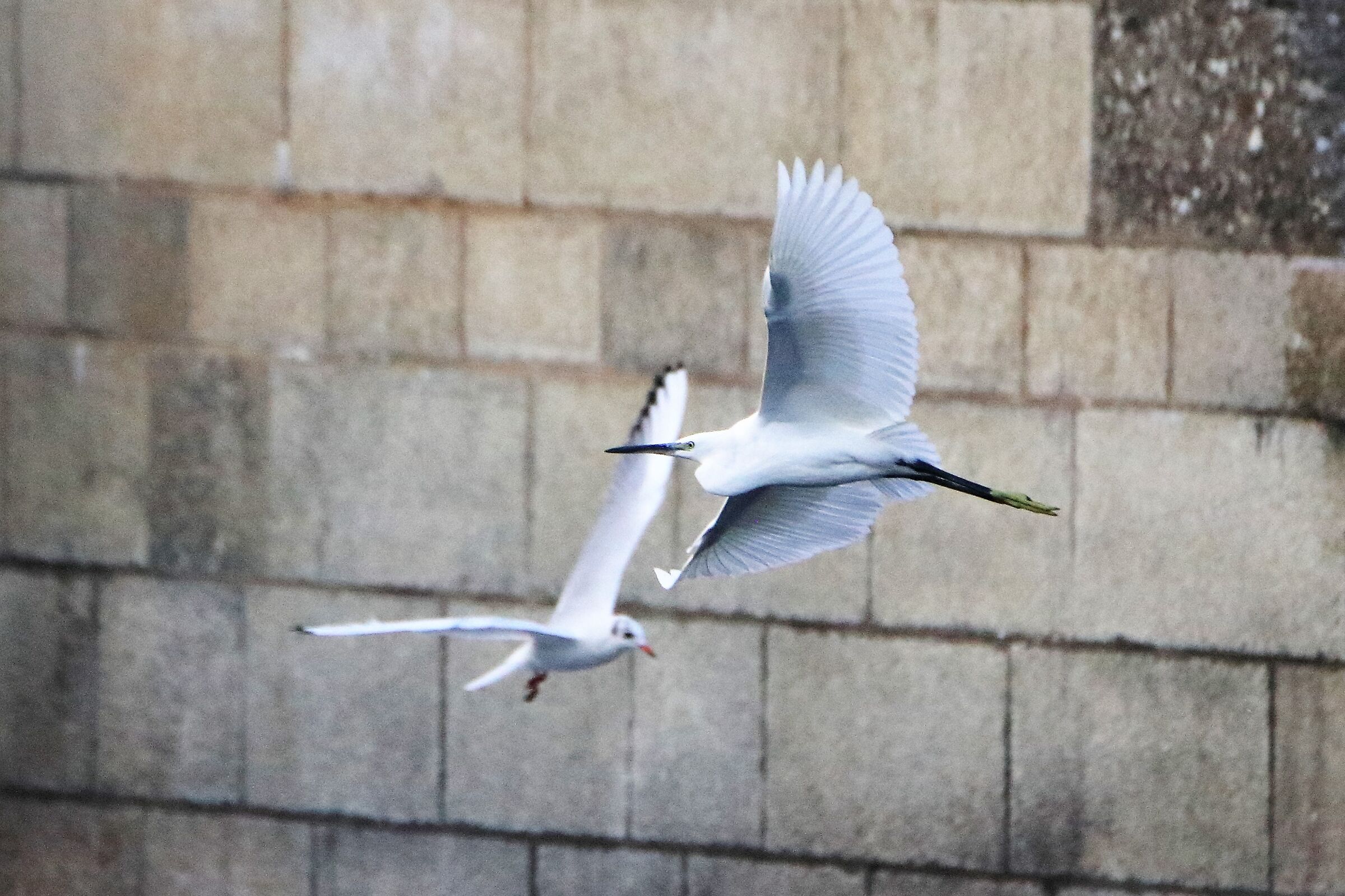 egret vs seagull