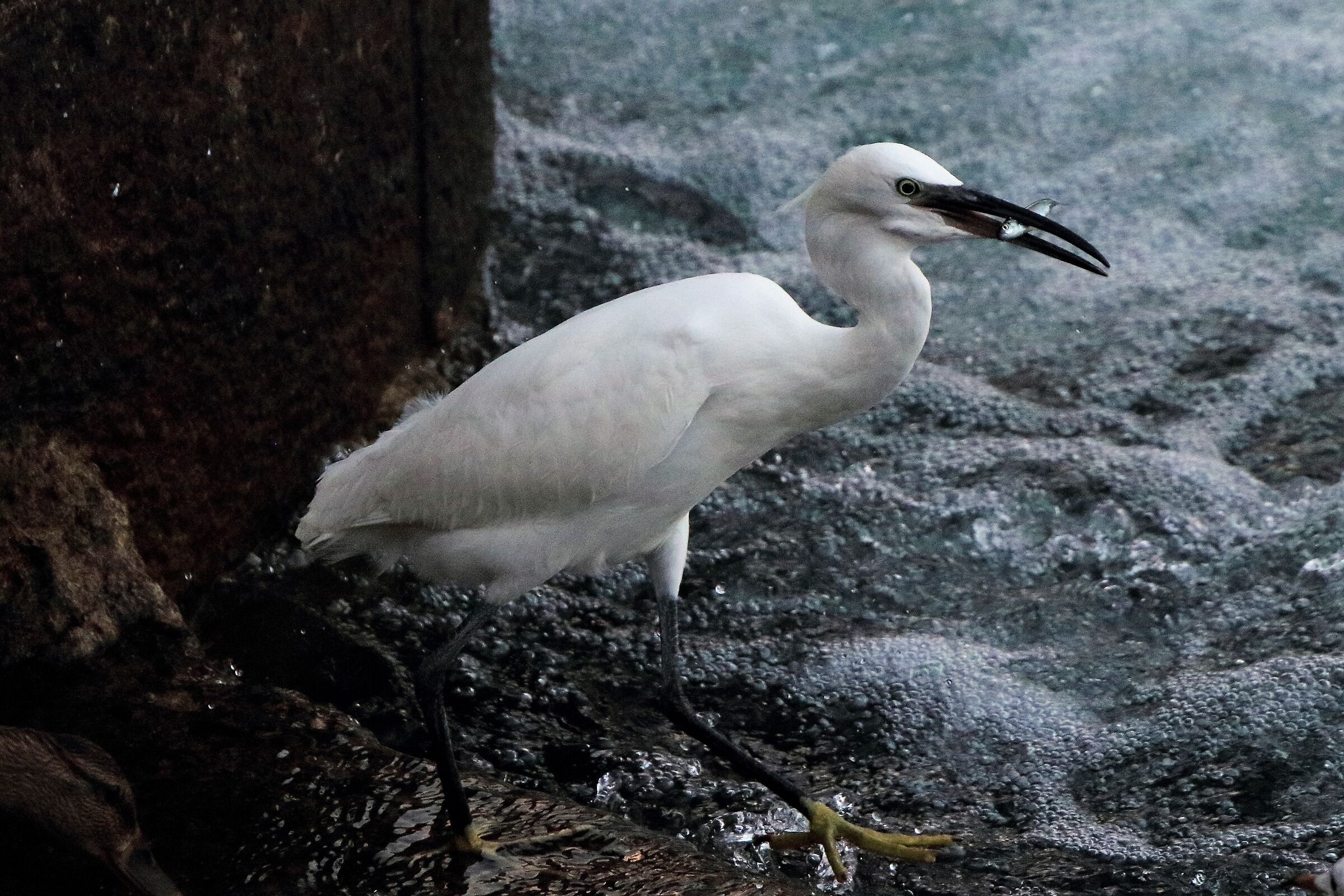 egret