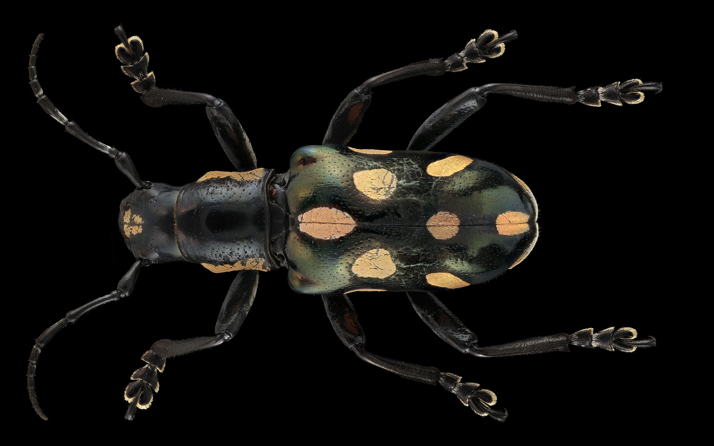 Viridimaculate mimacronia