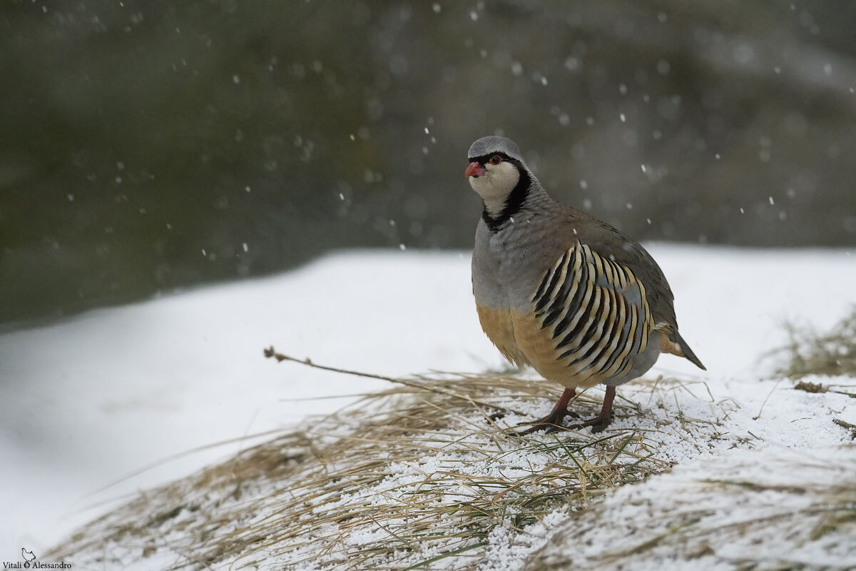 Partridge of the Alps