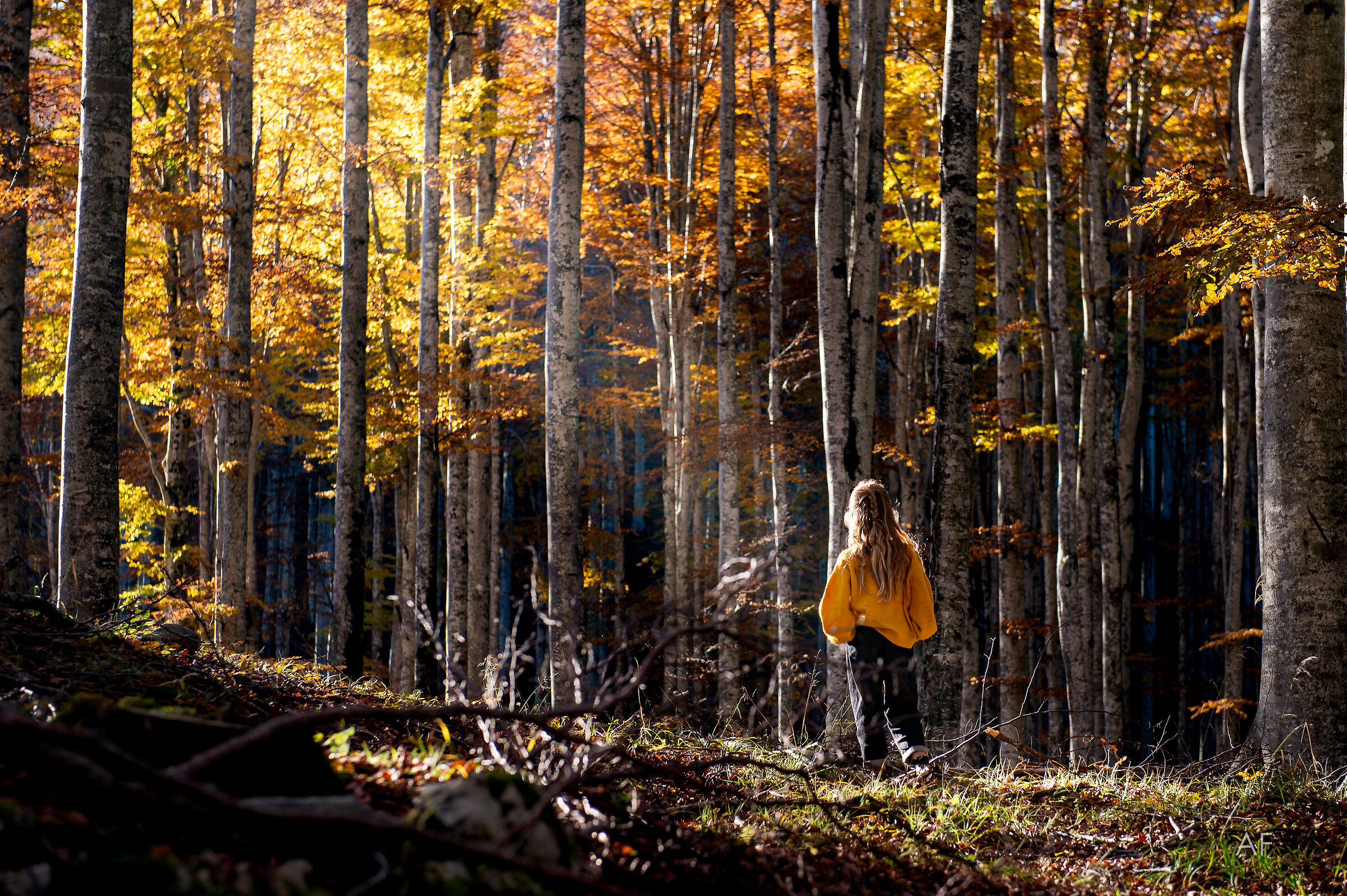 Ai margini del bosco