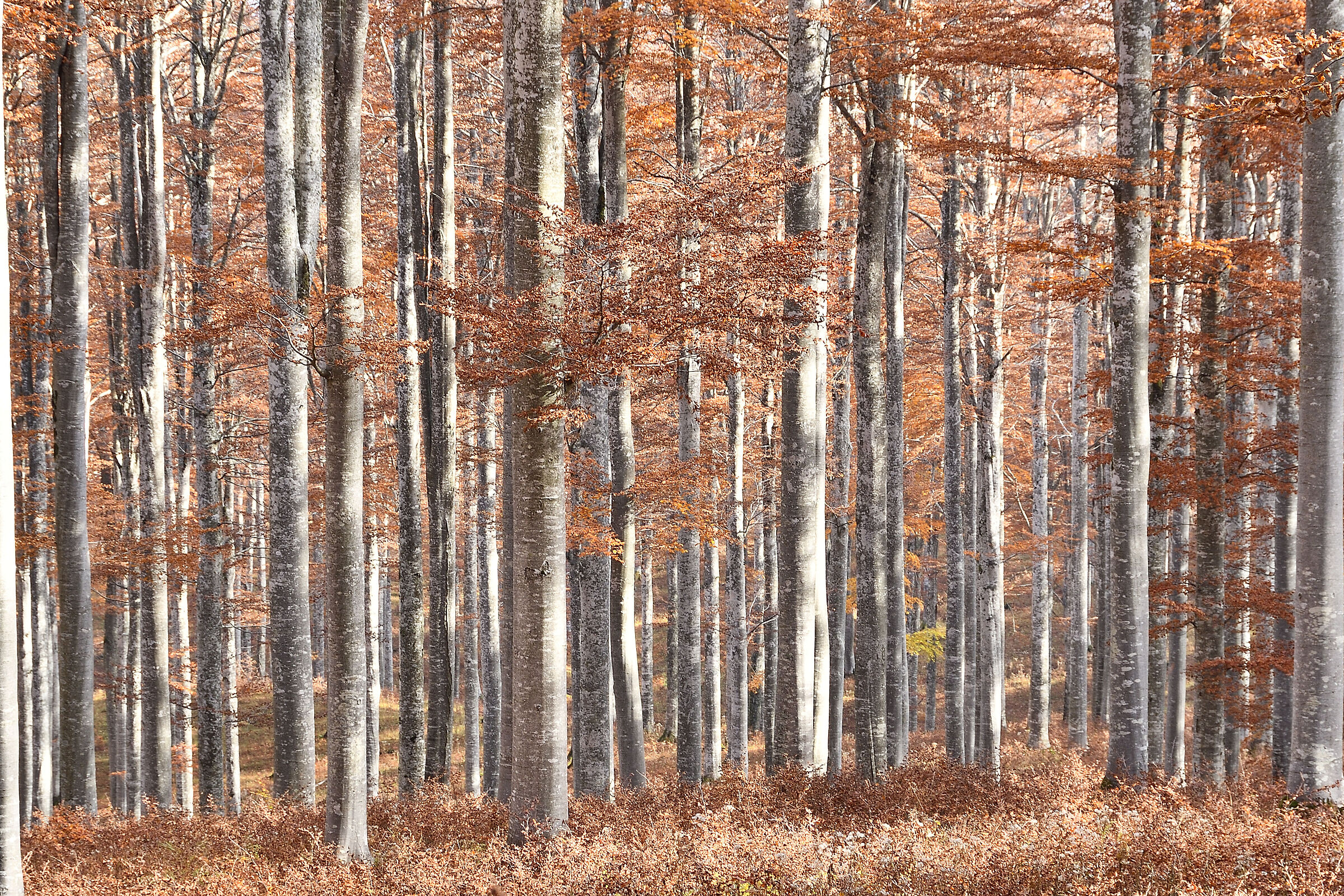 Luce e colori di fine autunno