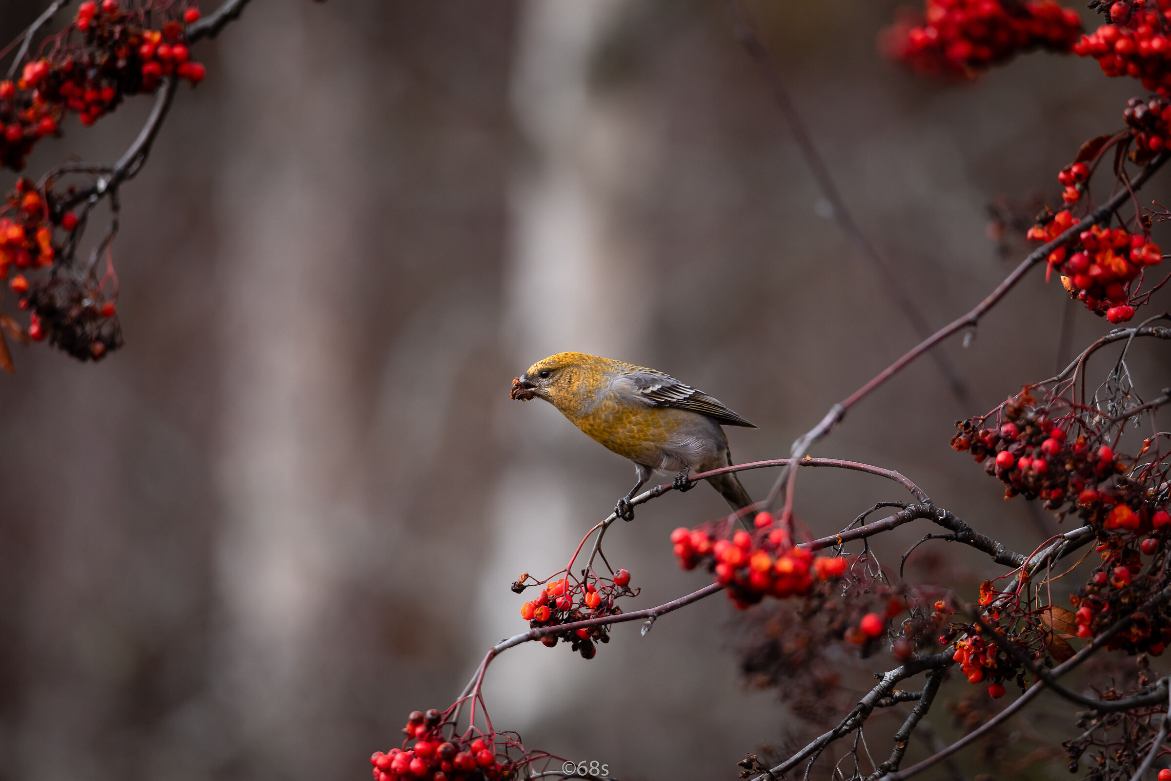 Sweden/Jämtland (Pinicola enucleator) Female