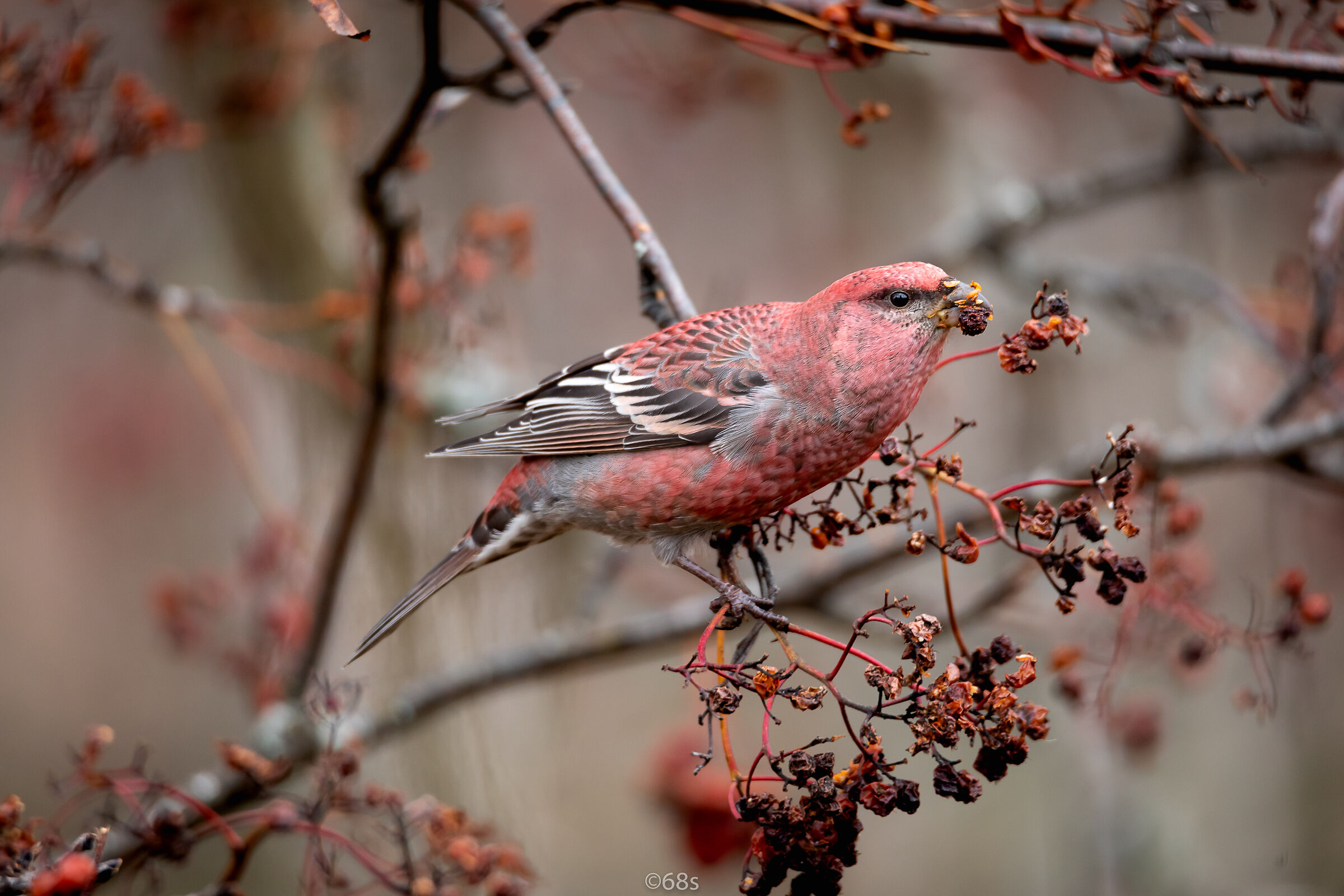Svezia/Jämtland (Pinicola enucleator) Maschio