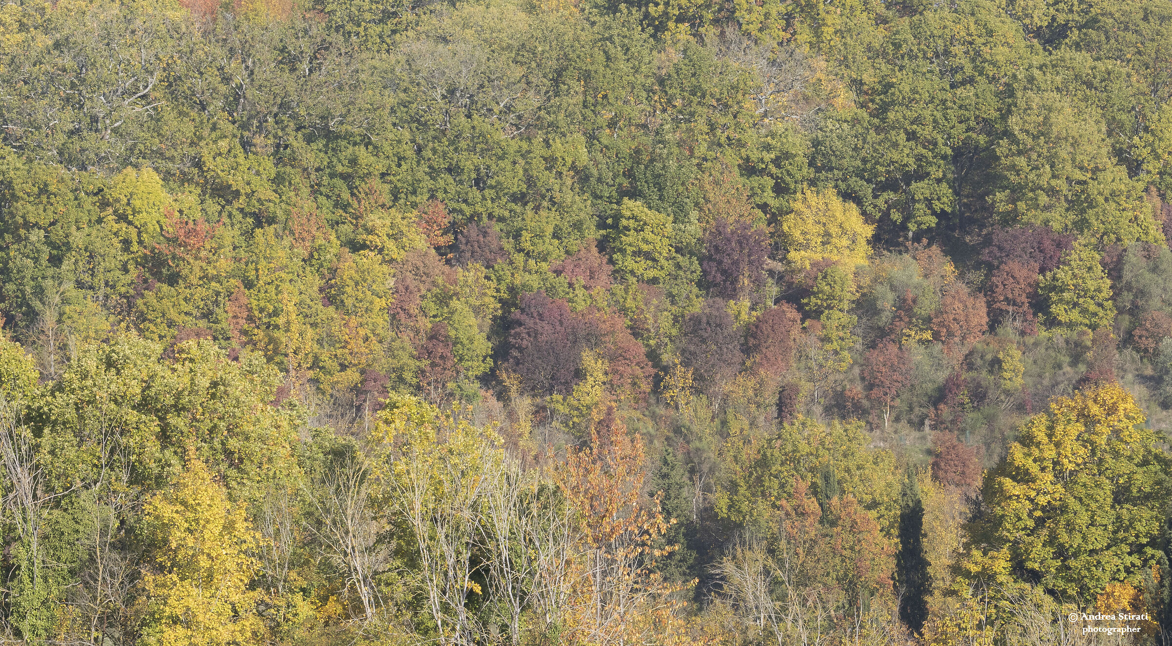 The colors of the forest