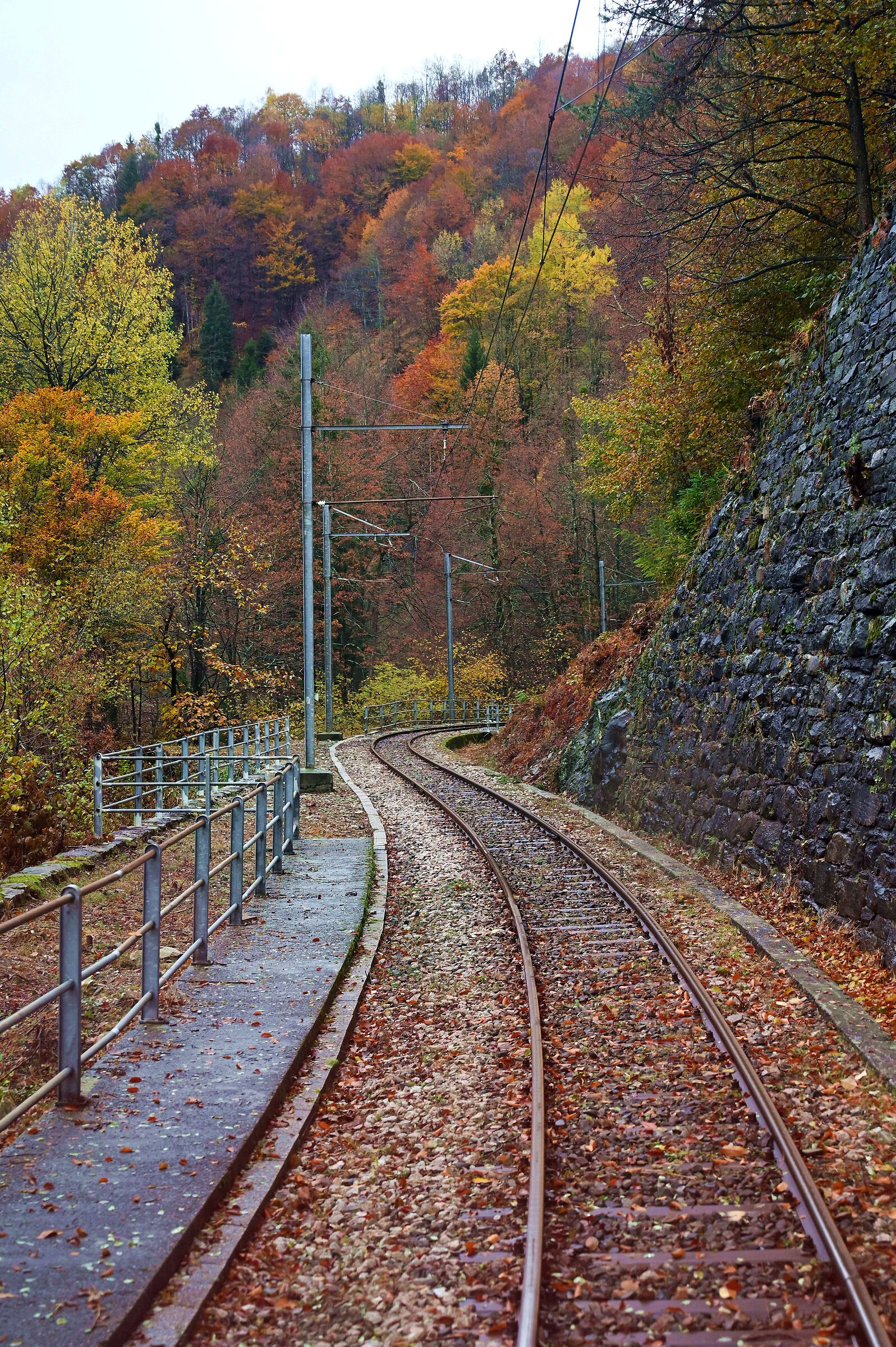 Foliage from the train