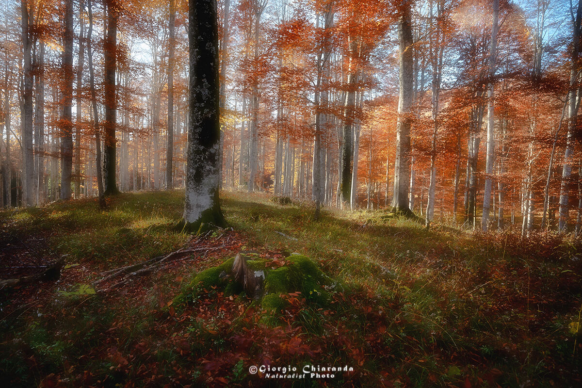 Walking in the beech forest in Autumn