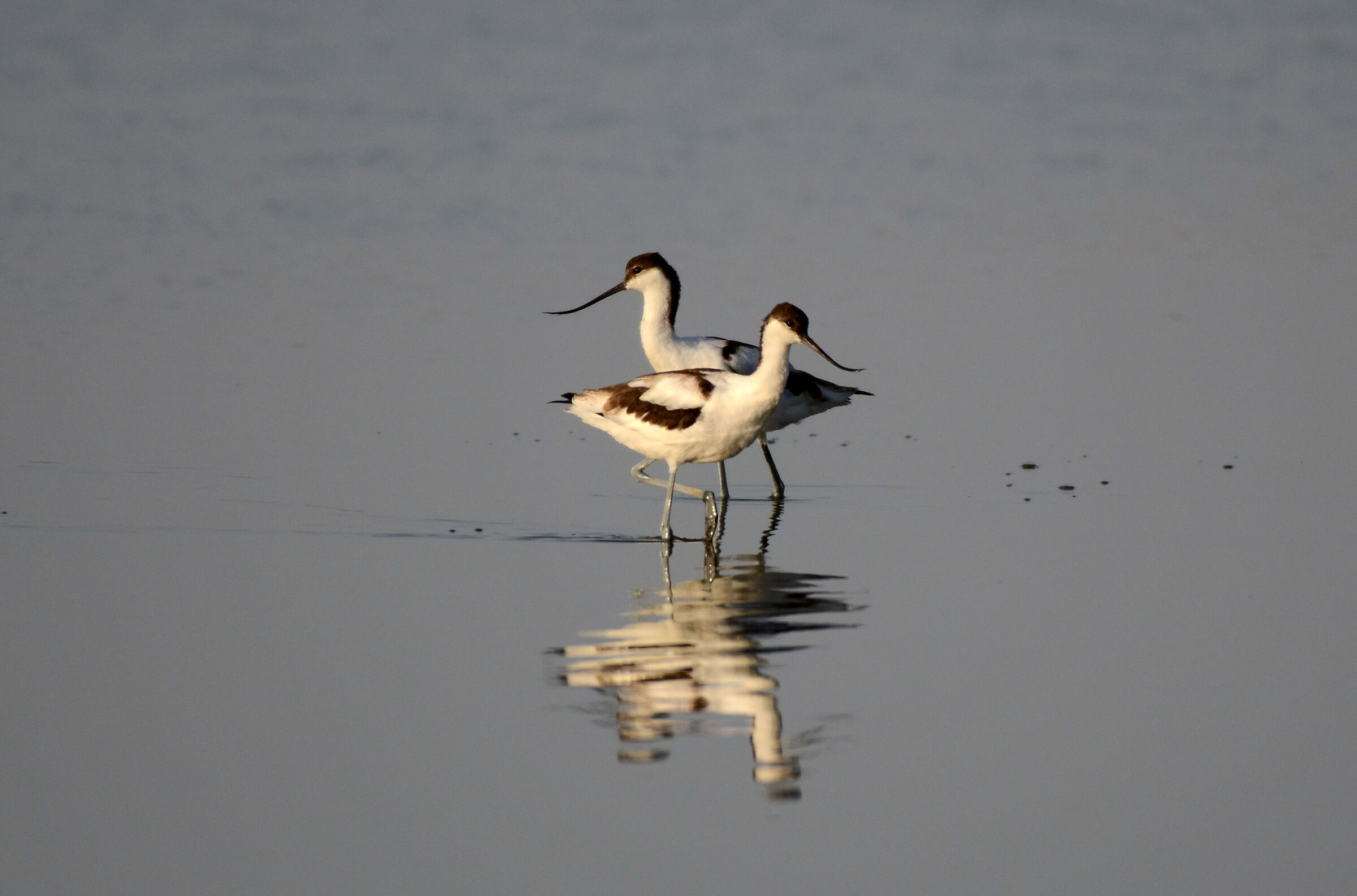 Avocette