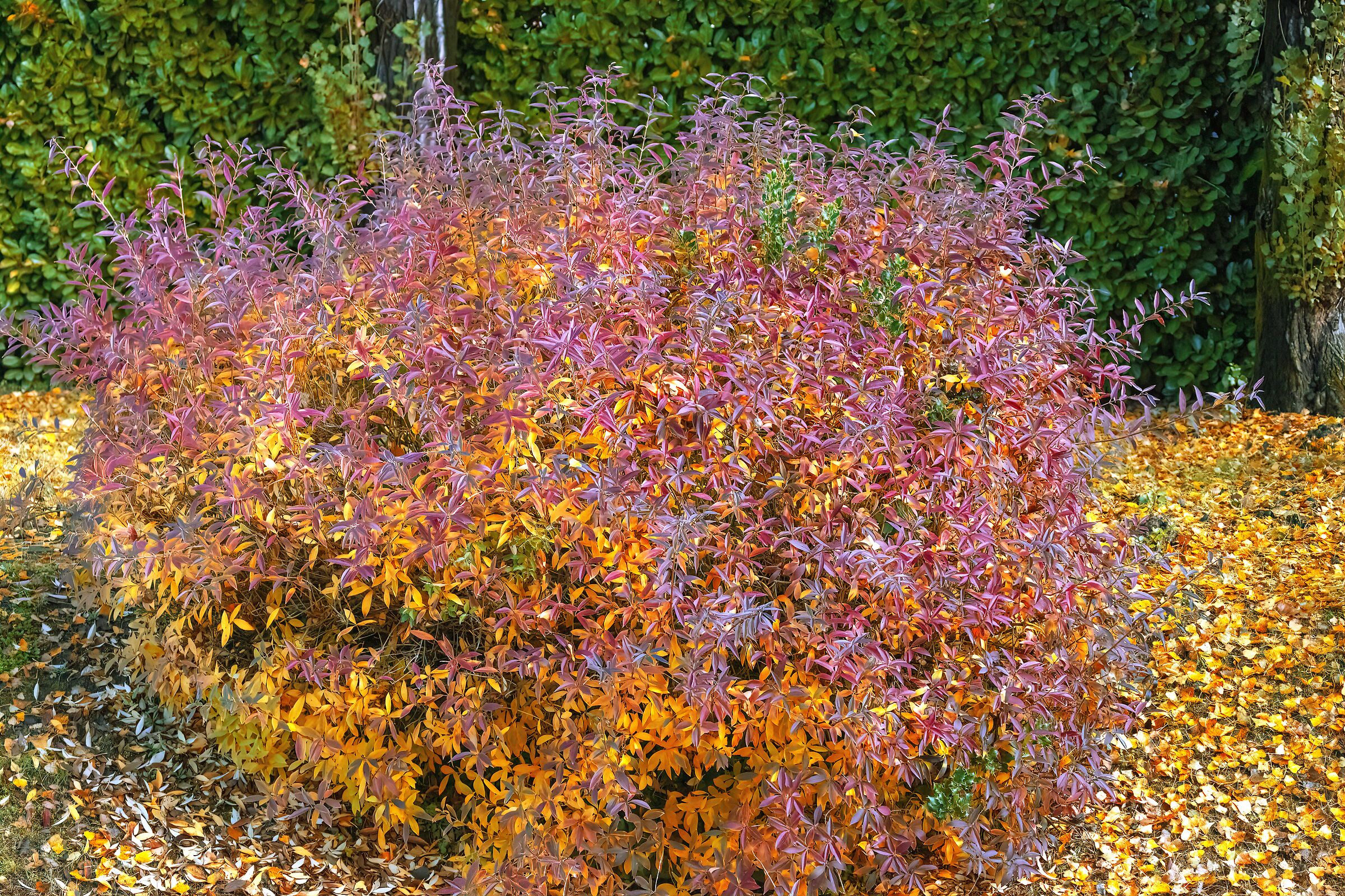 Nel mio giardino
