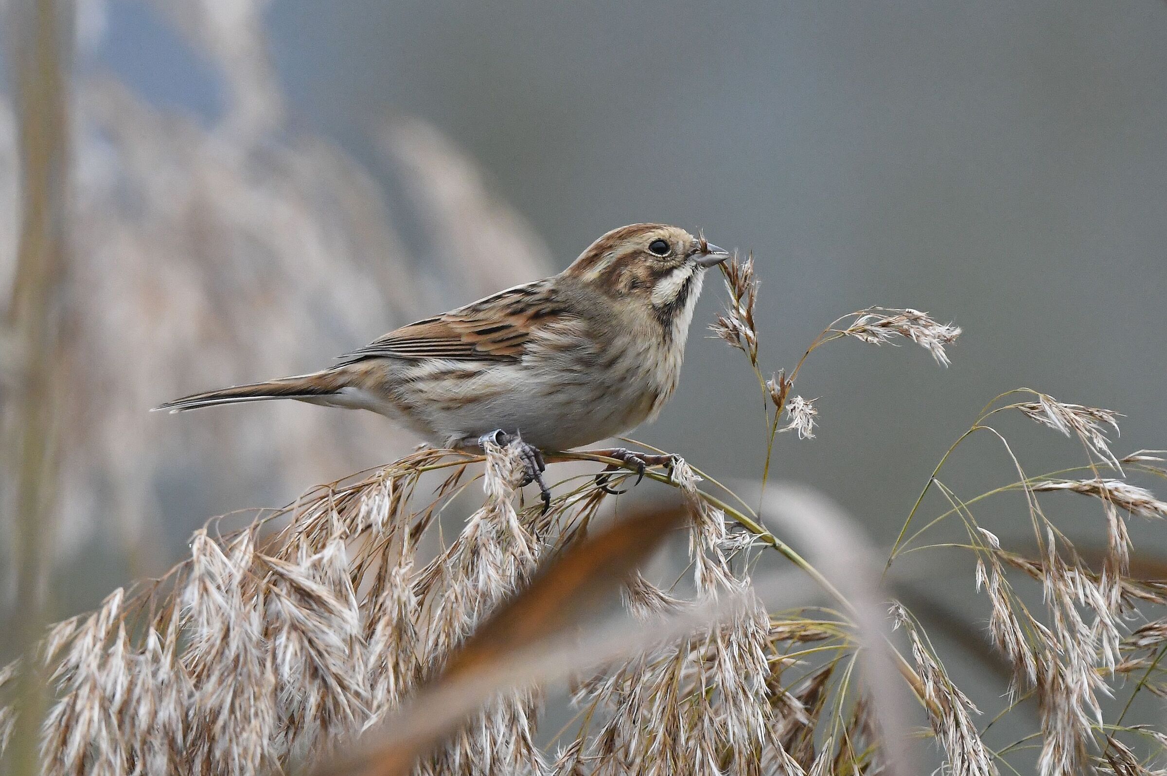 migliarino di palude