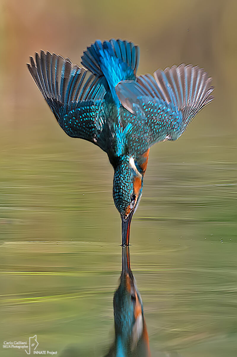 Kingfisher