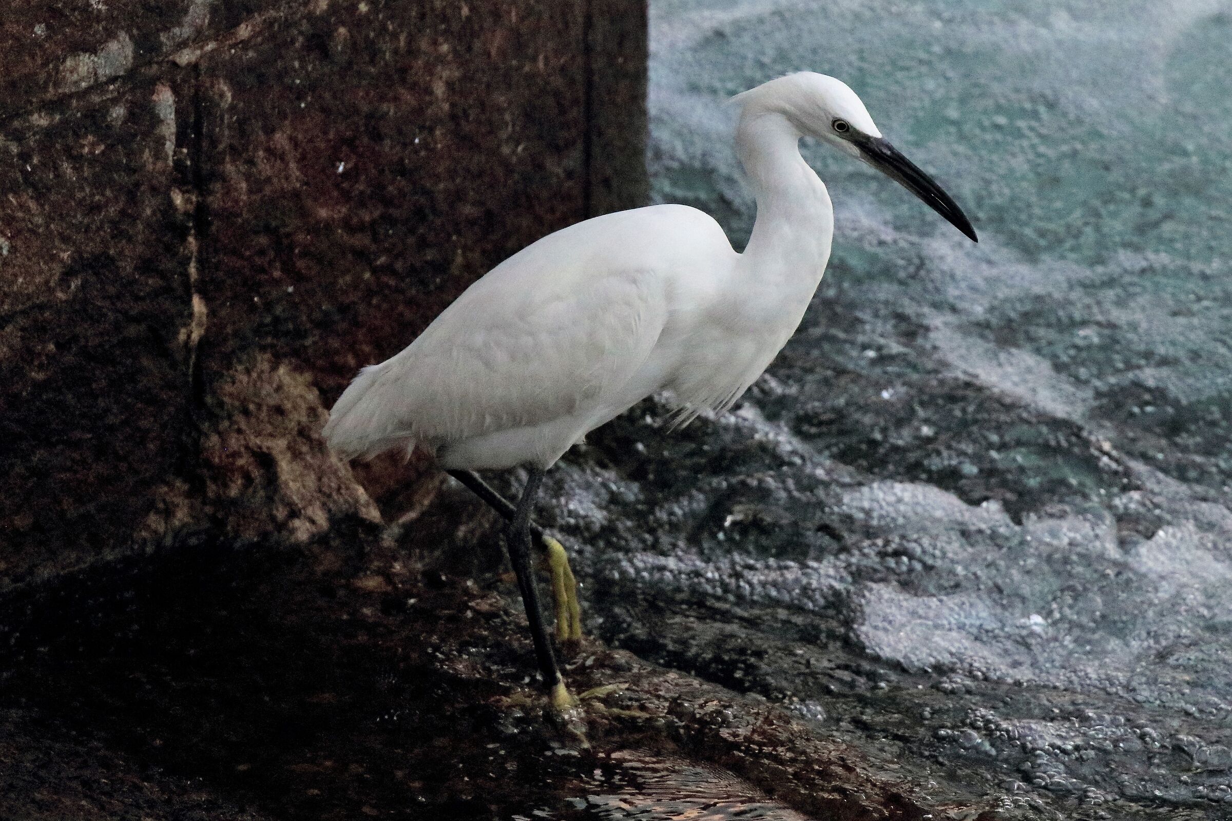 egret