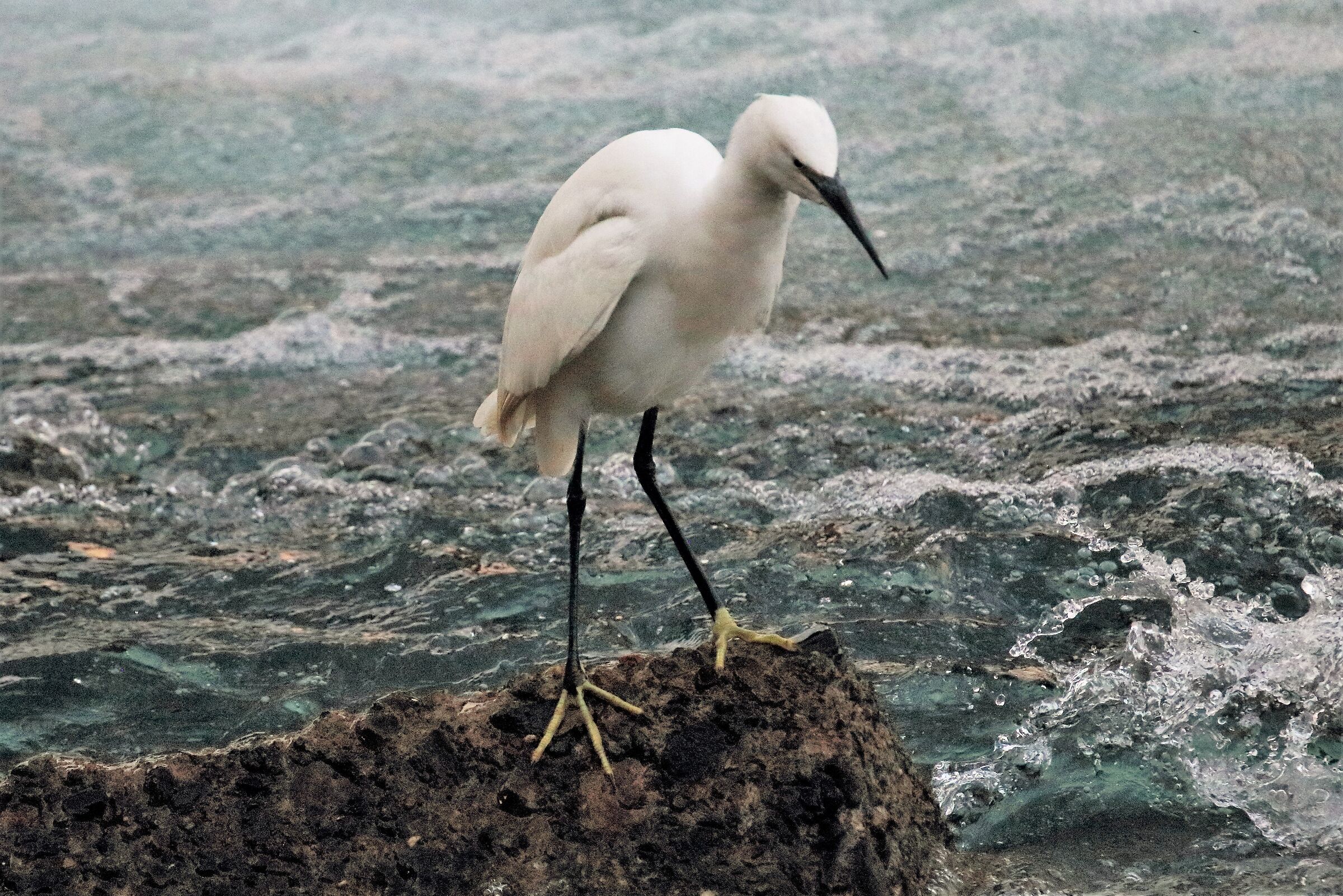 egret