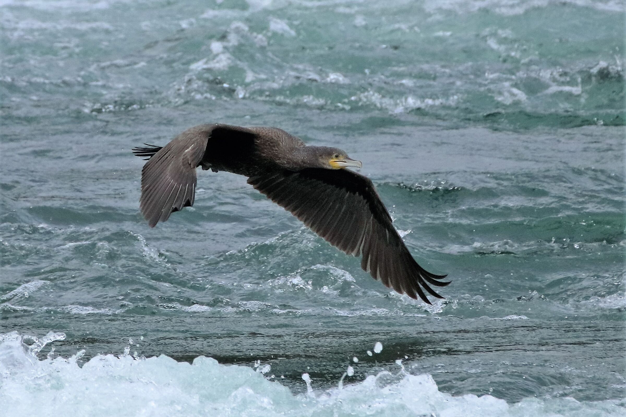 cormorant