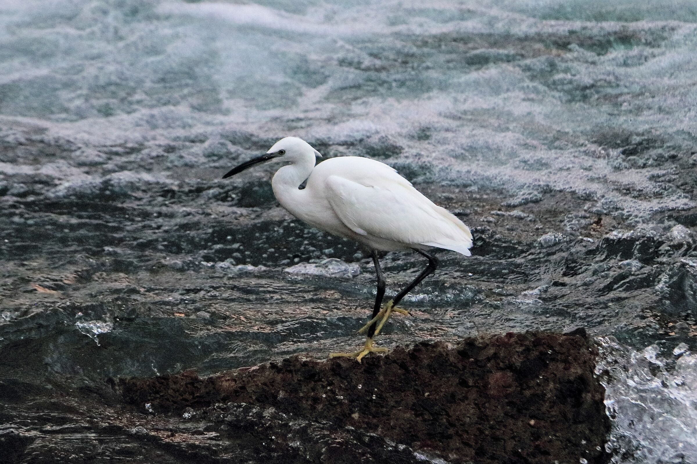 egret