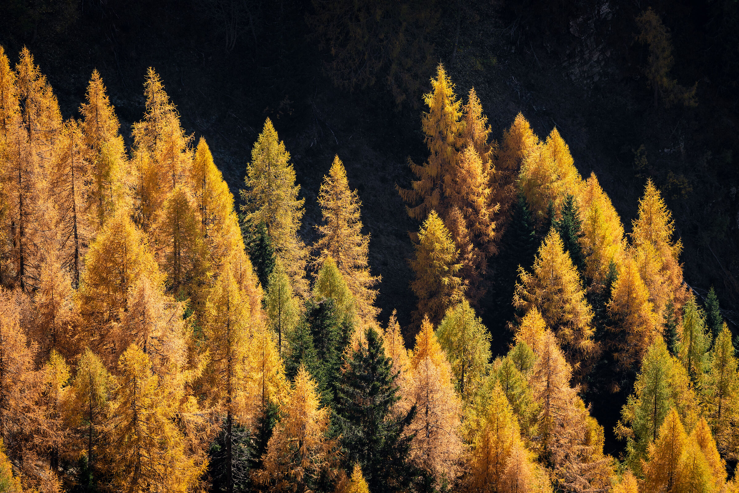 Autumn Pattern Horizontal