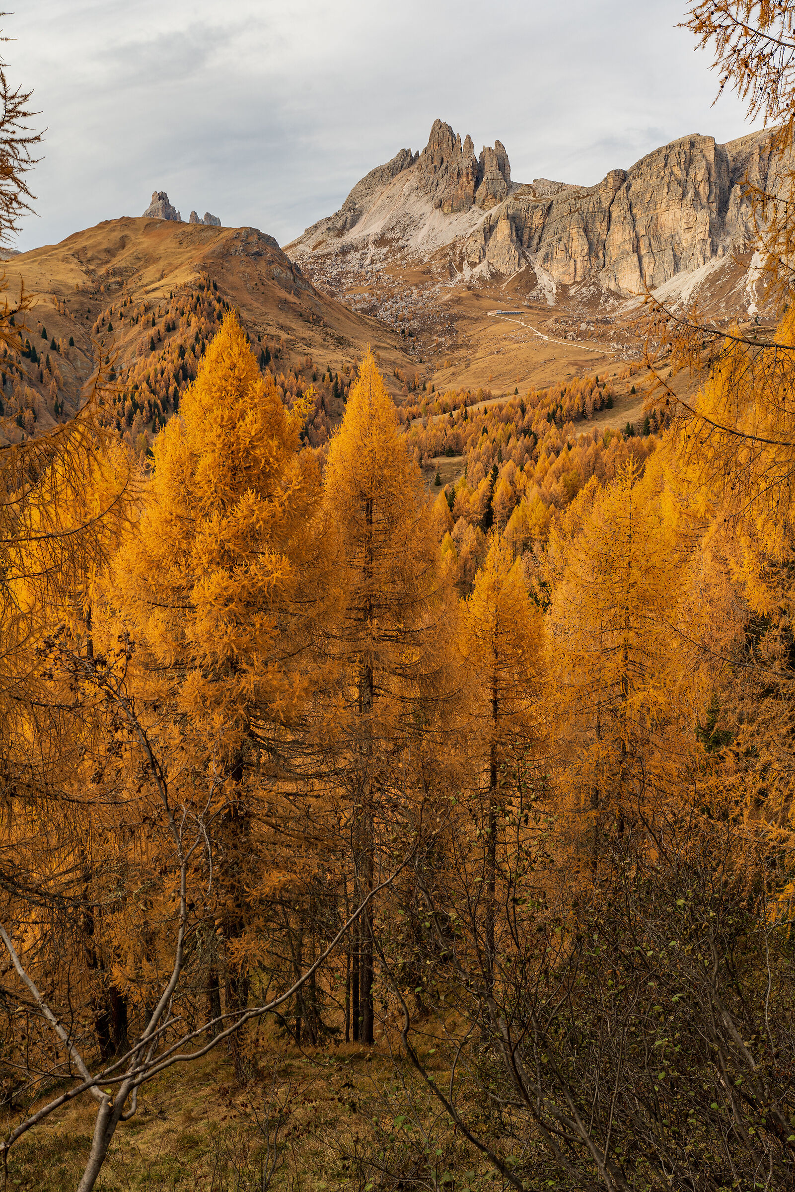 Larici Arancioni - 3