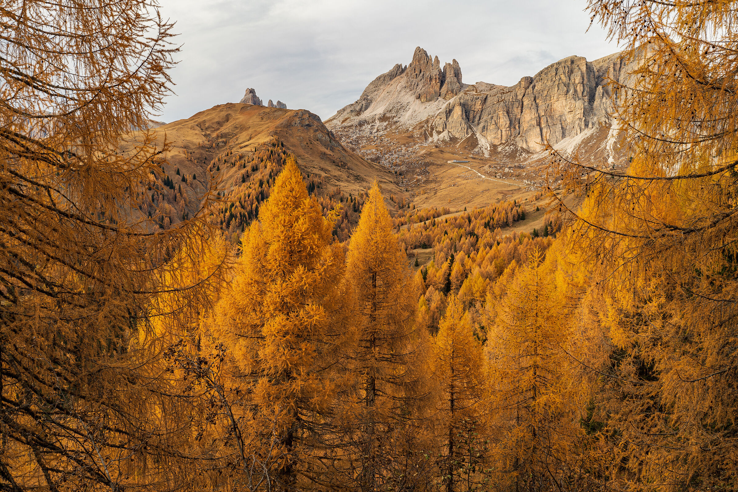 Larici Arancioni - 4