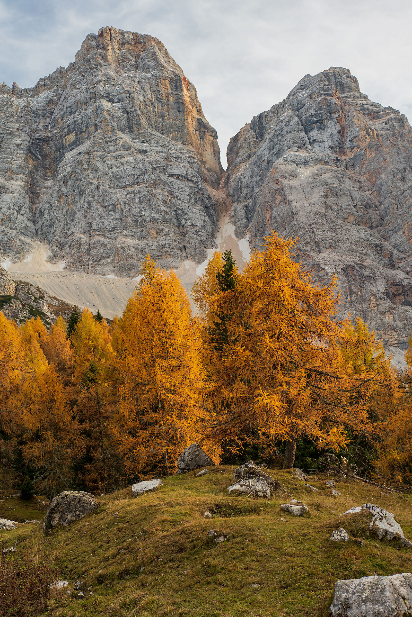 Larici Arancioni - 5