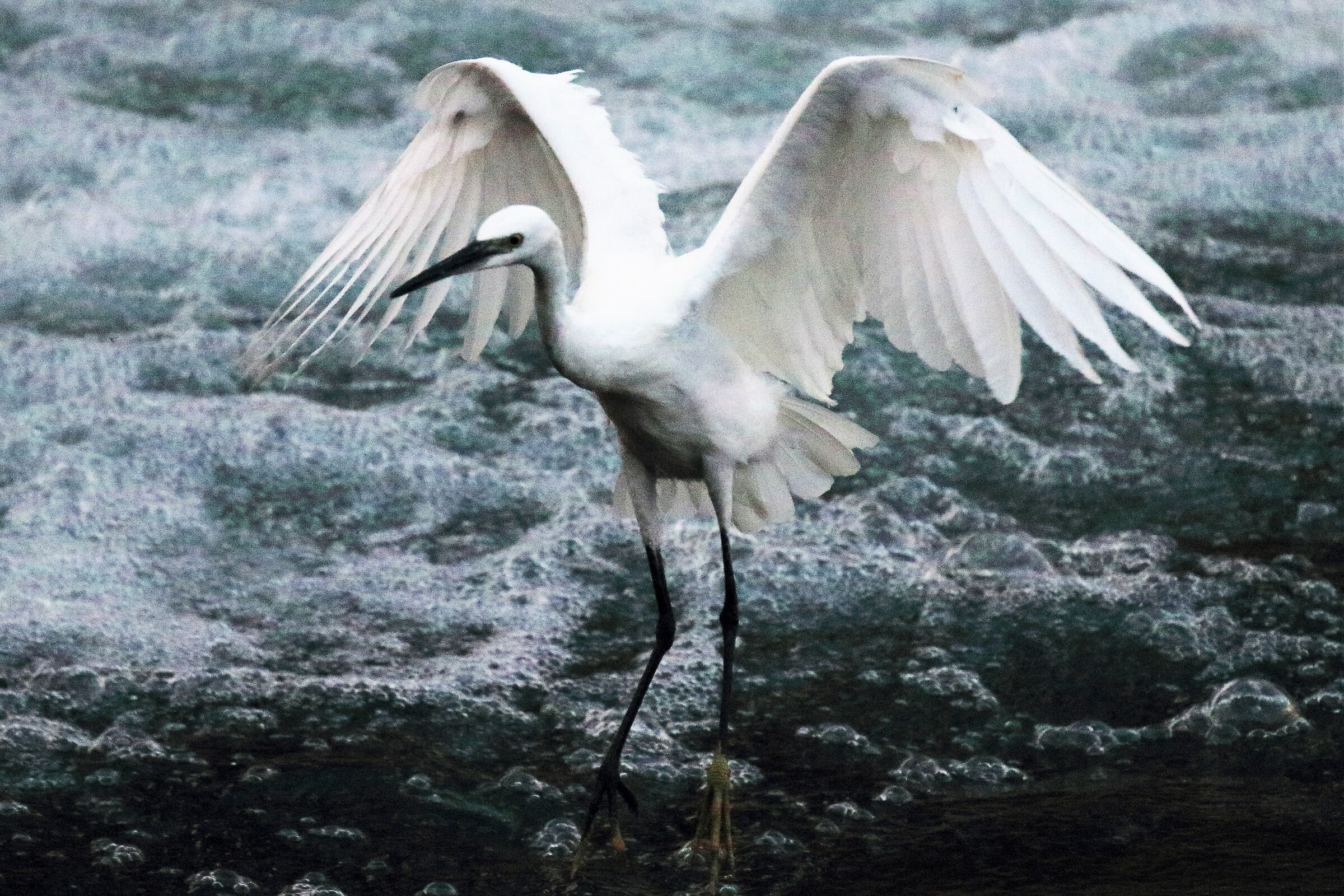 egret