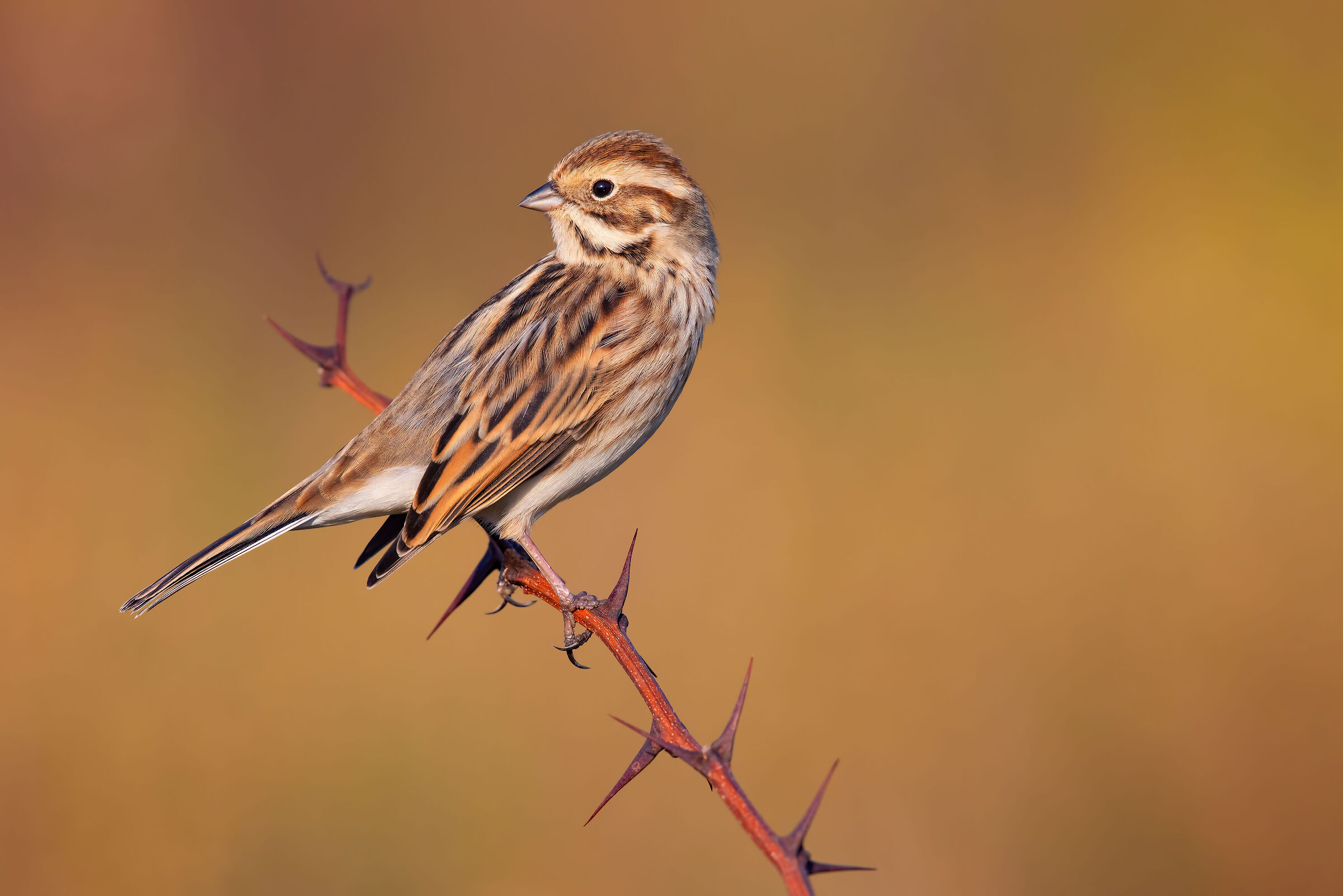 Migliarino of Palude