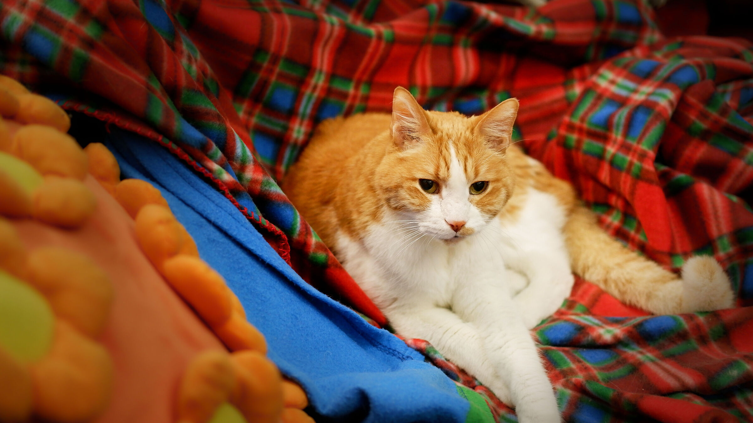 Virgil among the plaids