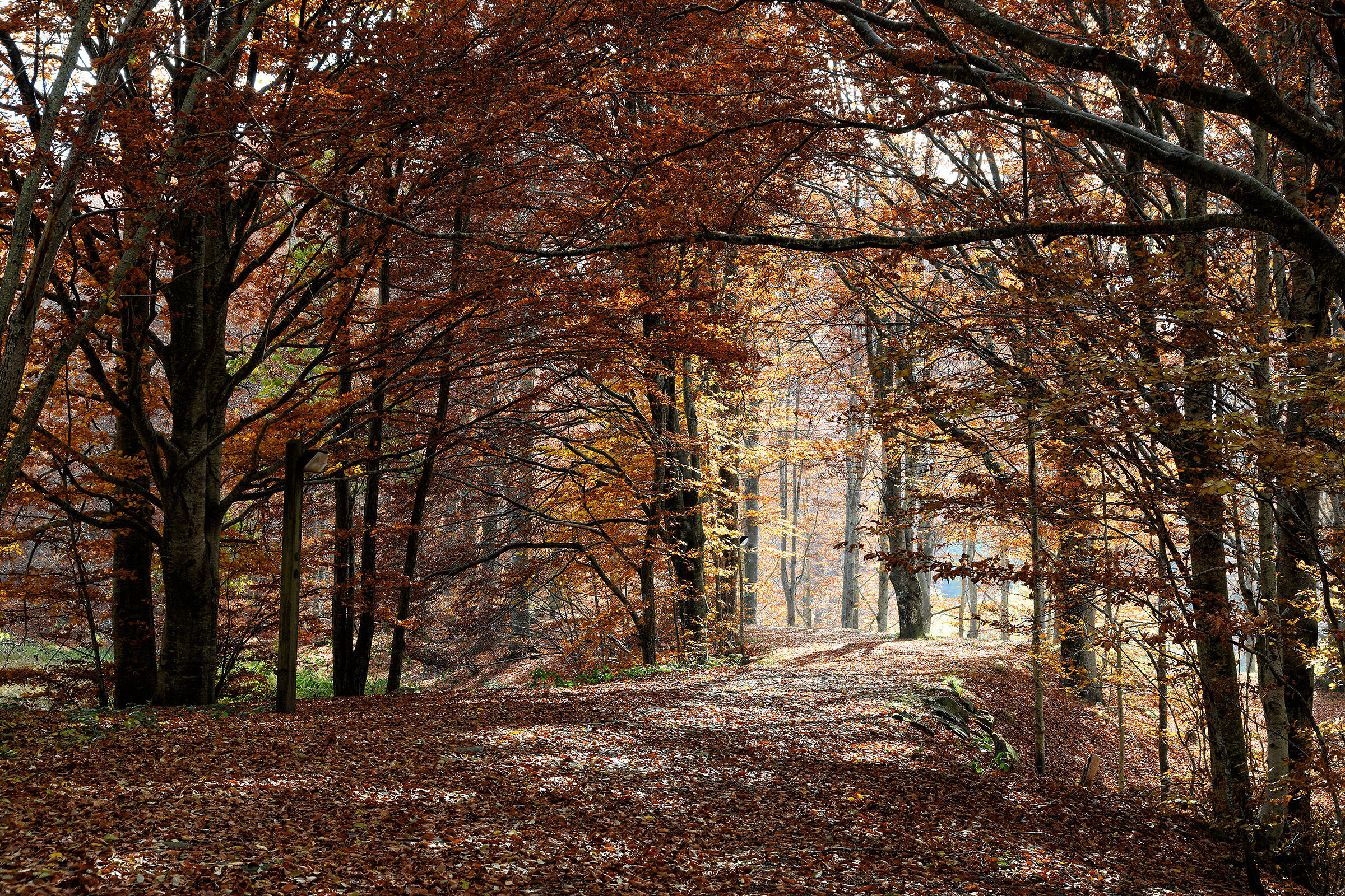 Il fascino del bosco