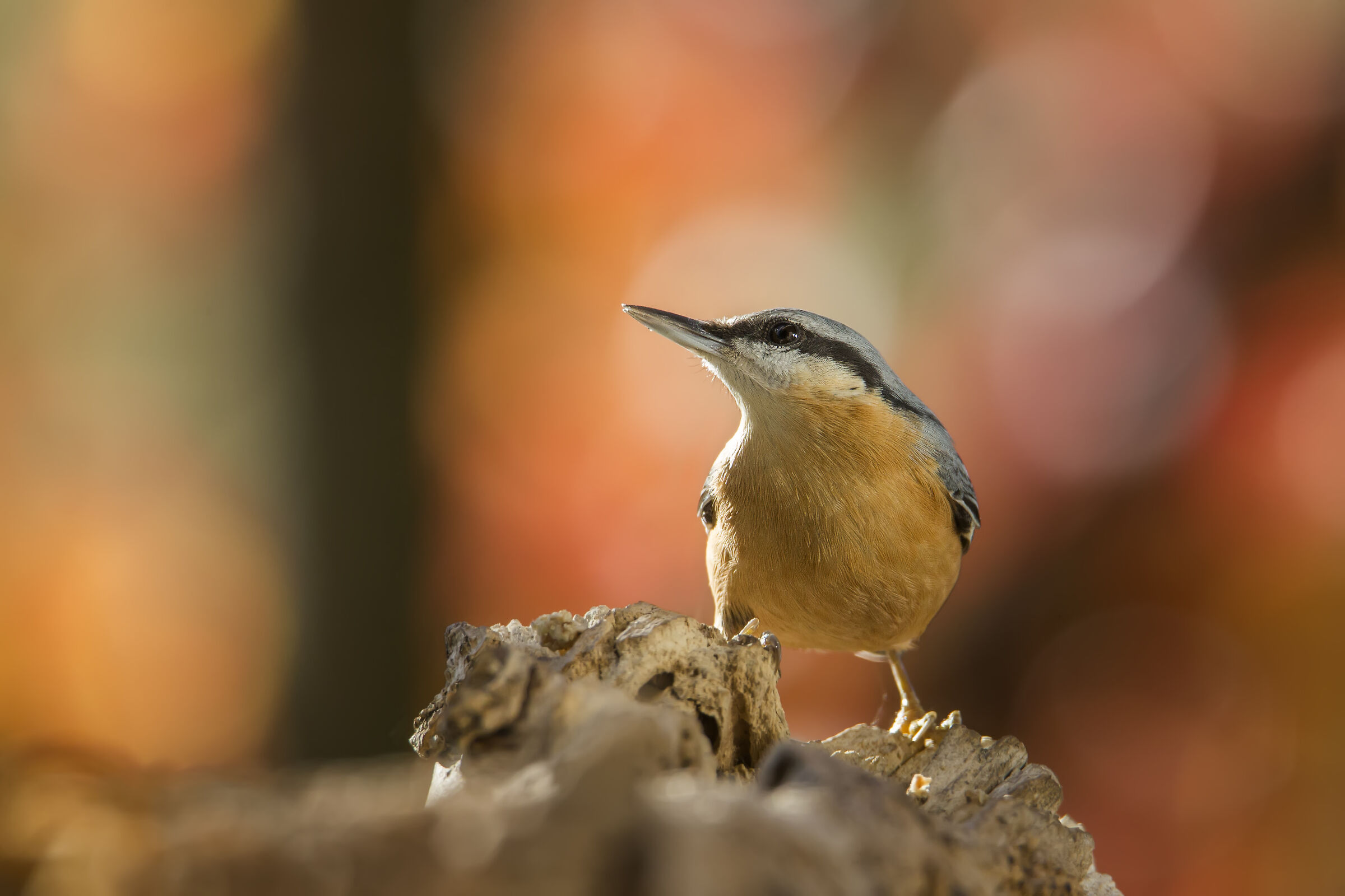 I colori dell'autunno e il picchio muratore