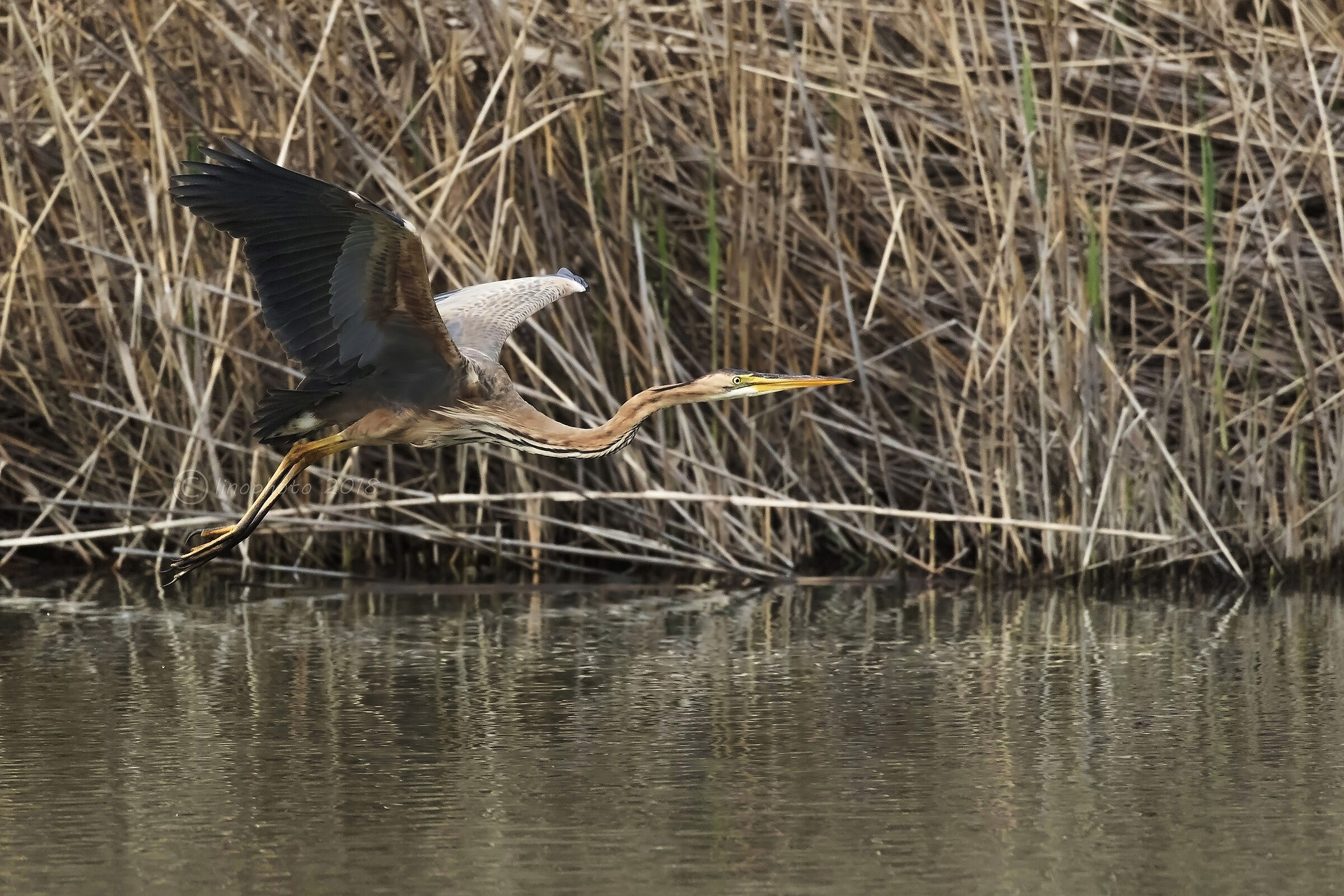 In volo nel canneto