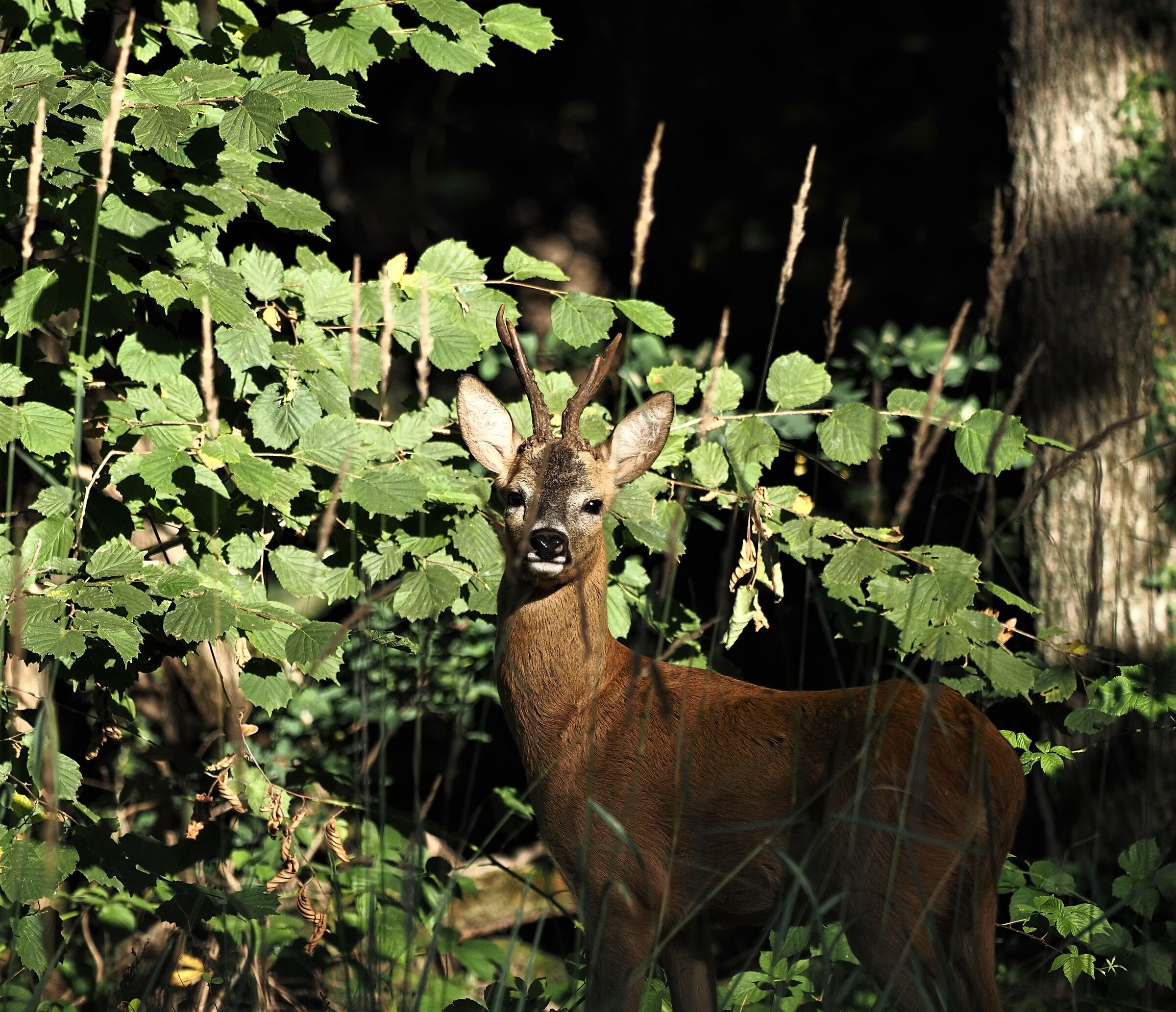 The curious roe deer