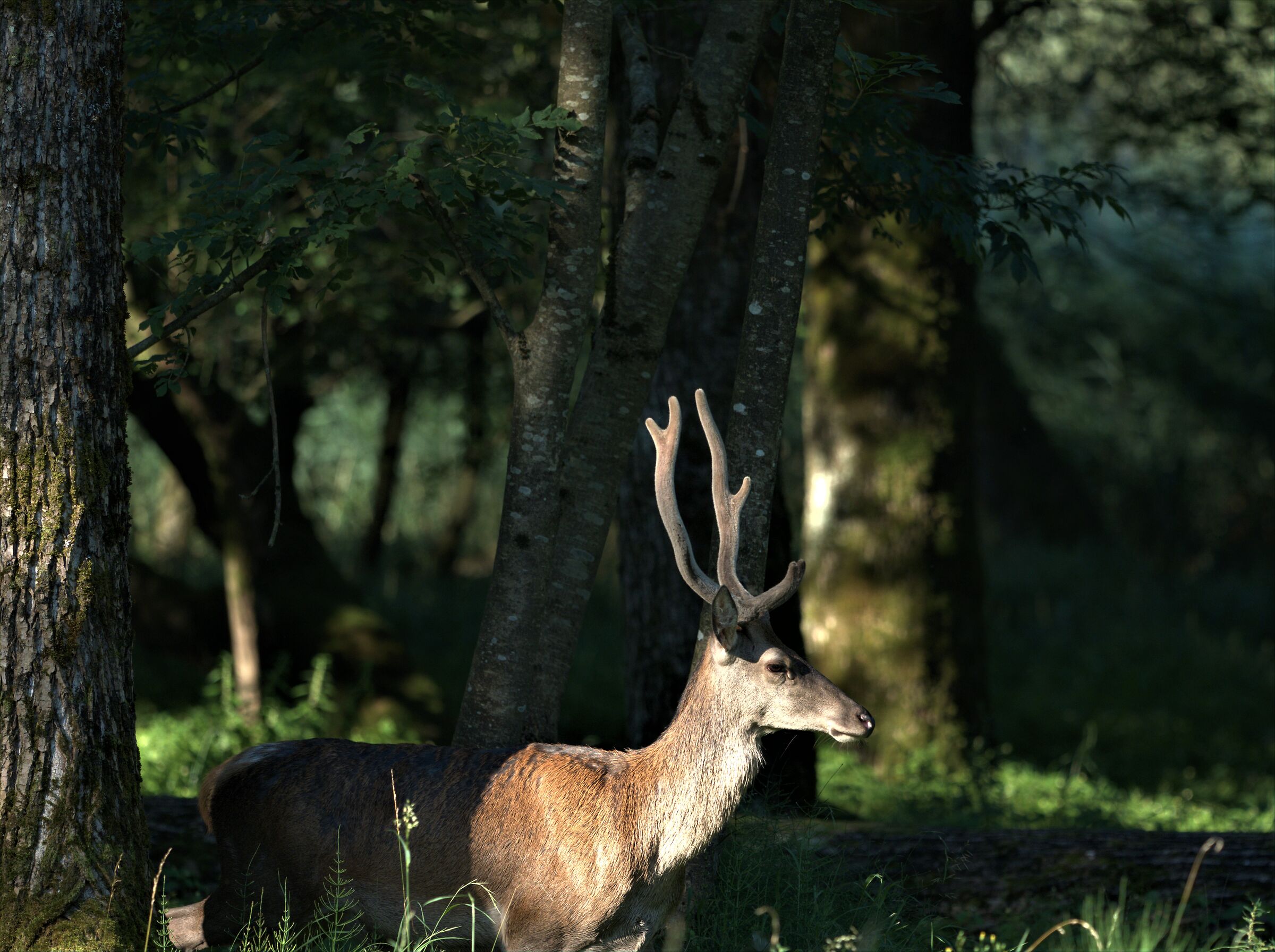 Young deer
