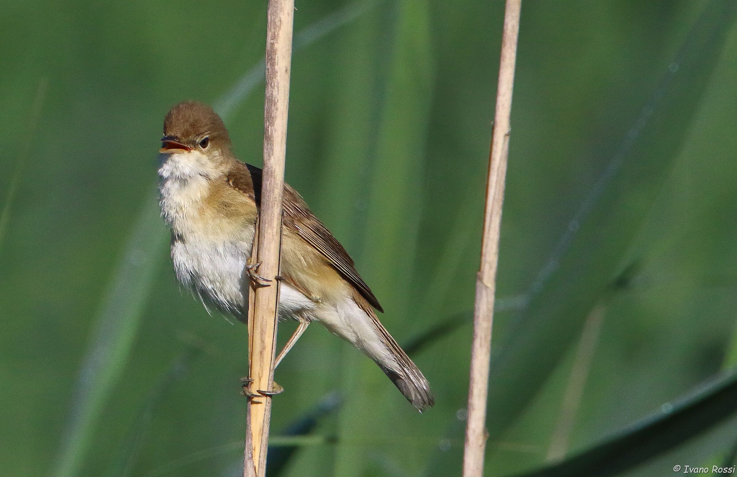 Great reed warbler