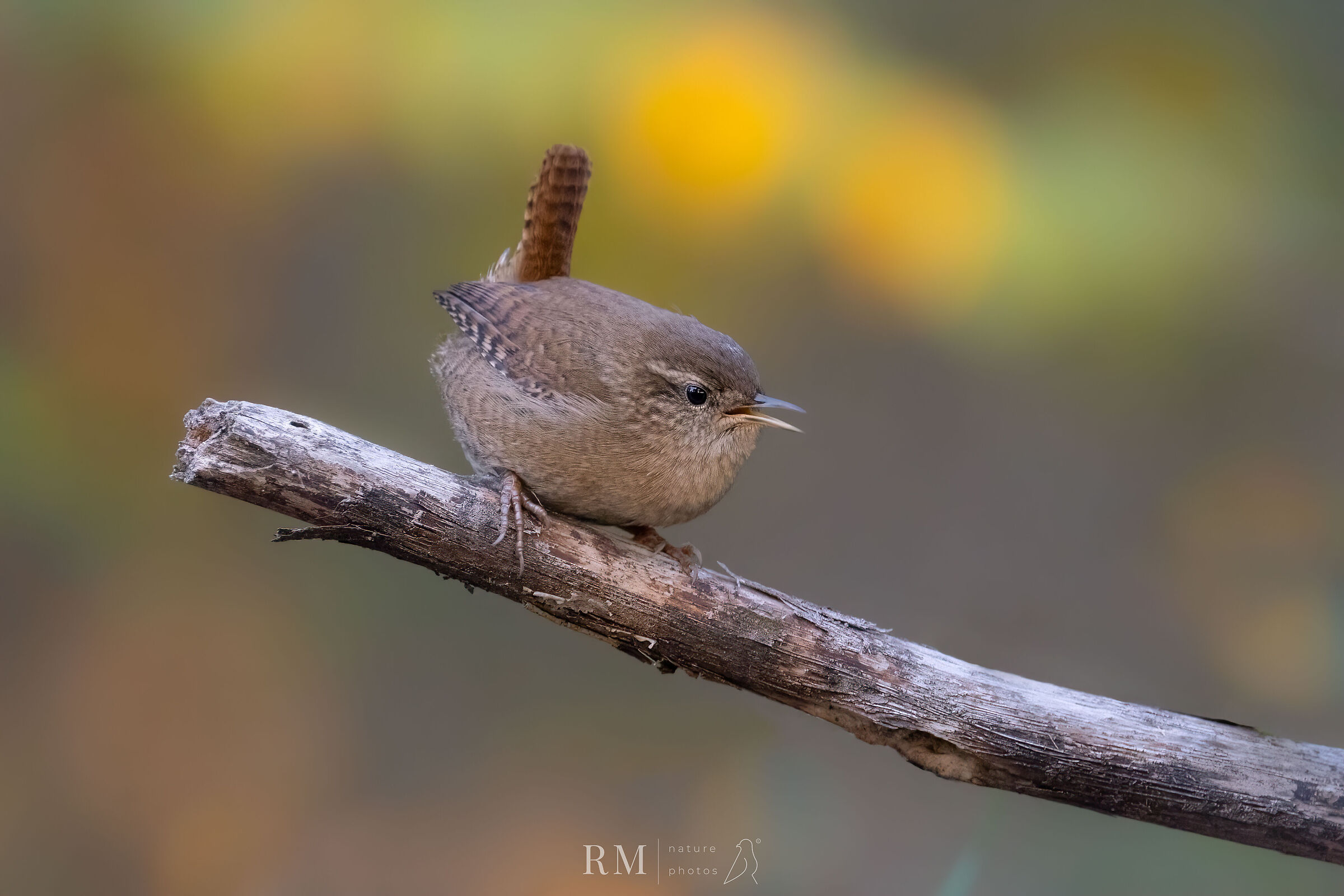 Wren