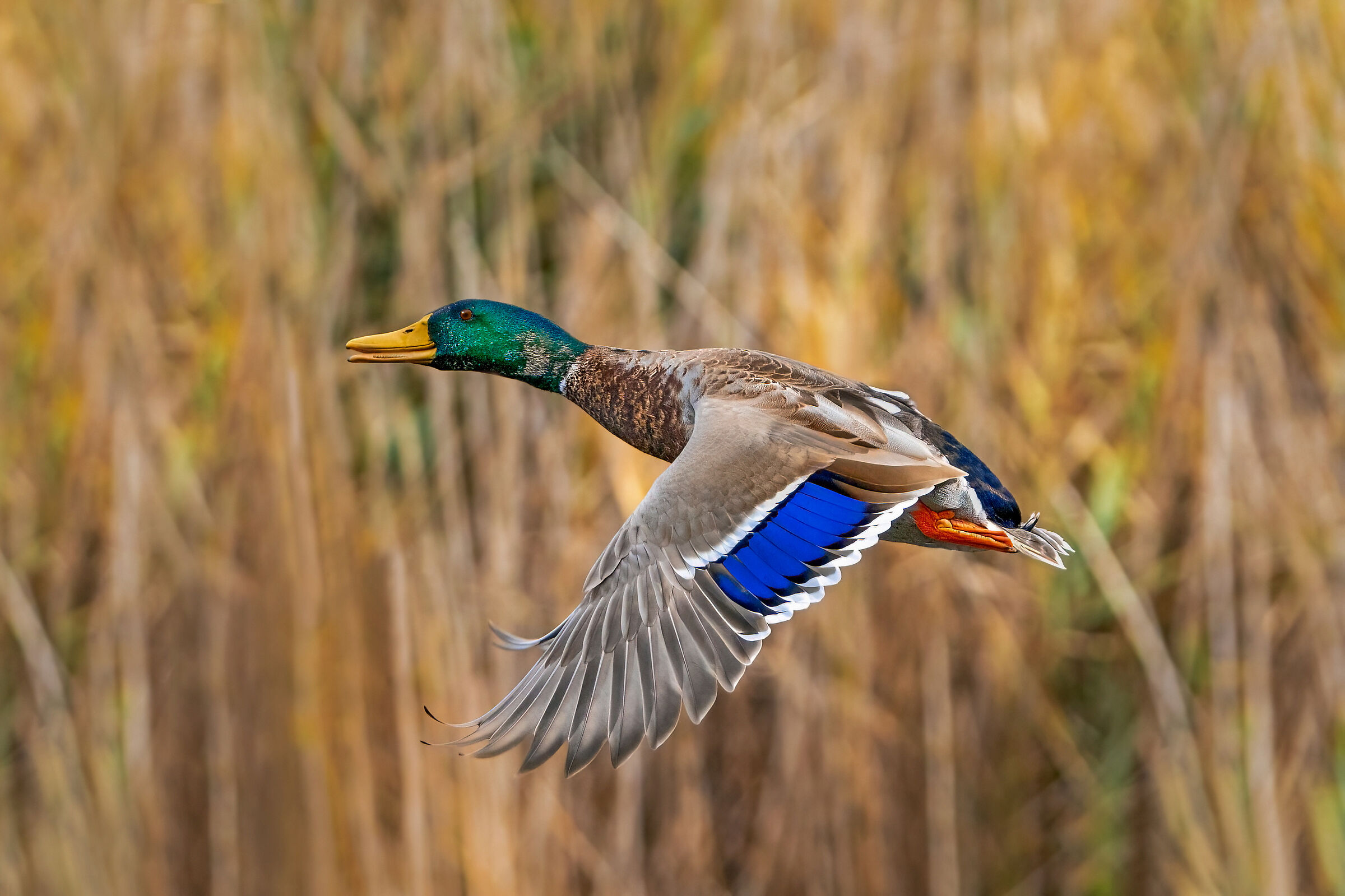 Mallard