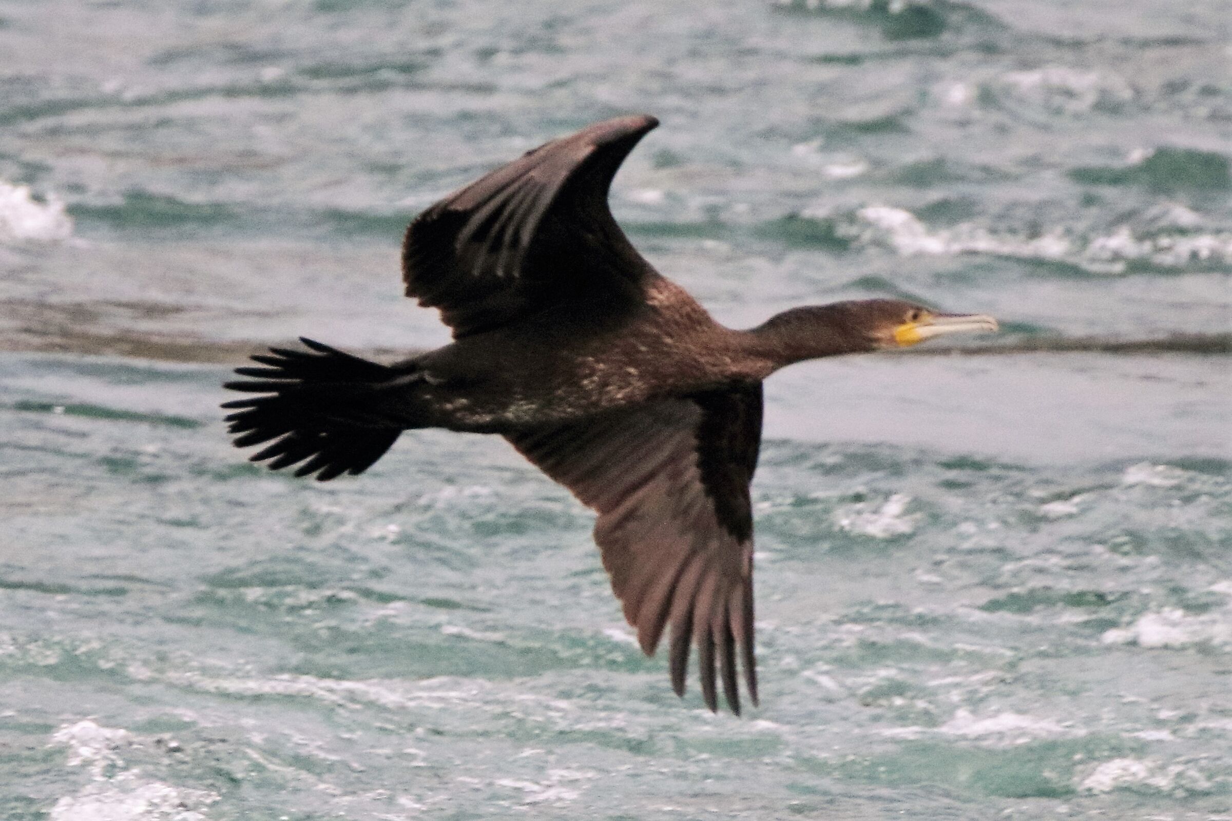 cormorant