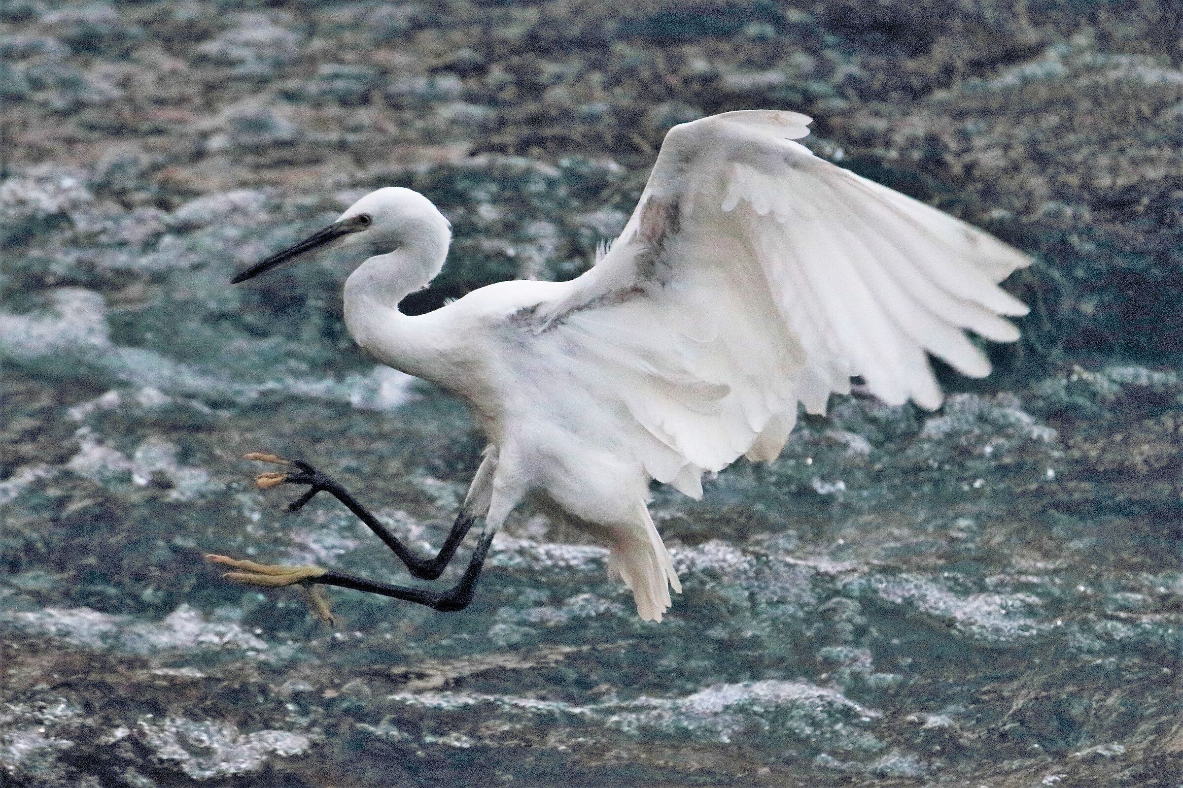 egret