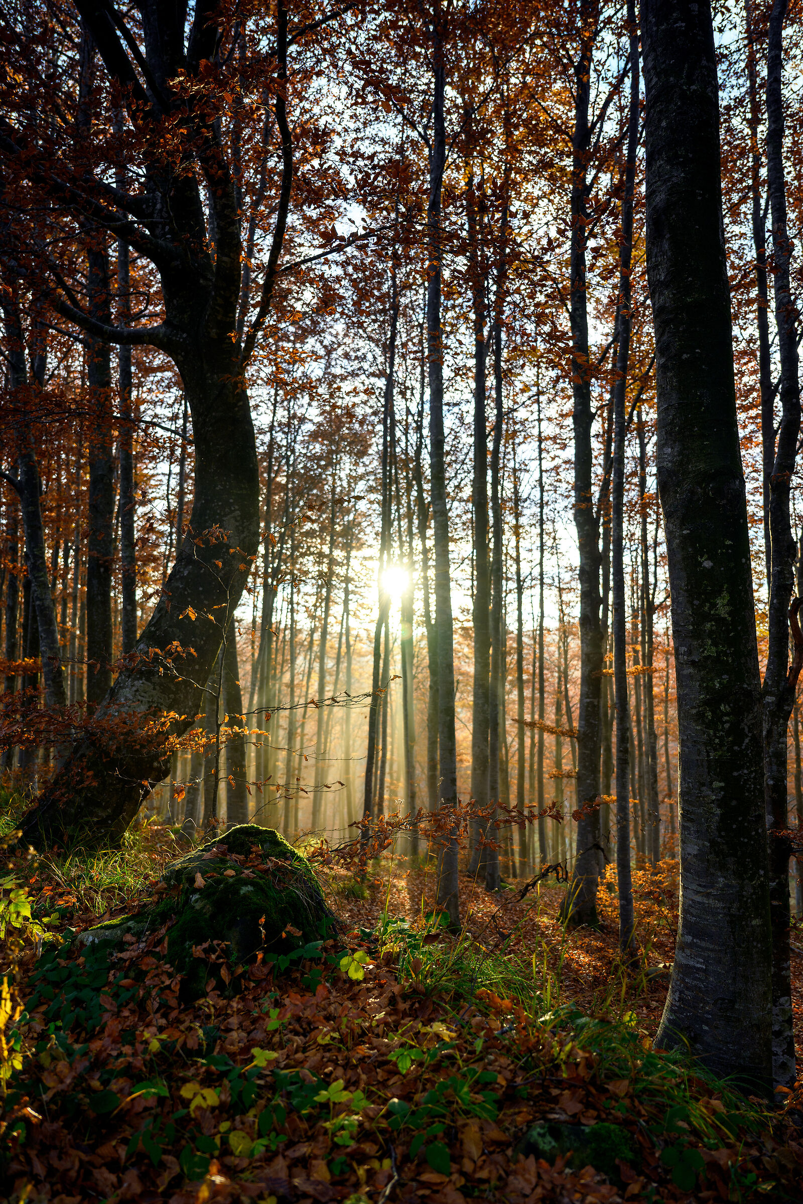 Autunno | Nikon z7ii